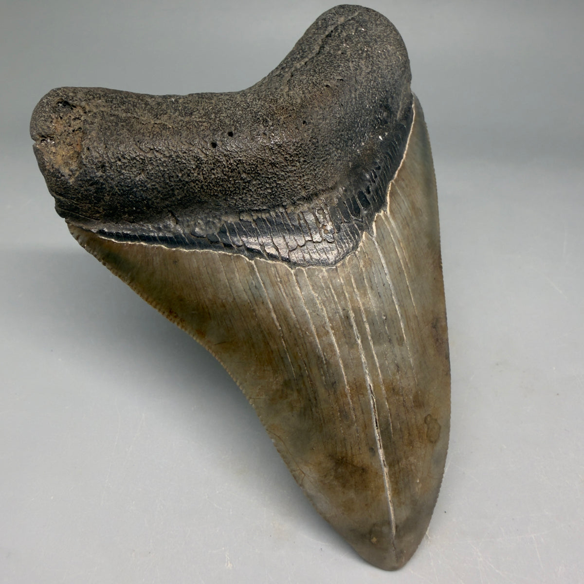 Front Left View Very colorful 4.02" Megalodon Tooth from South Carolina megalodonteeth.com CM6585