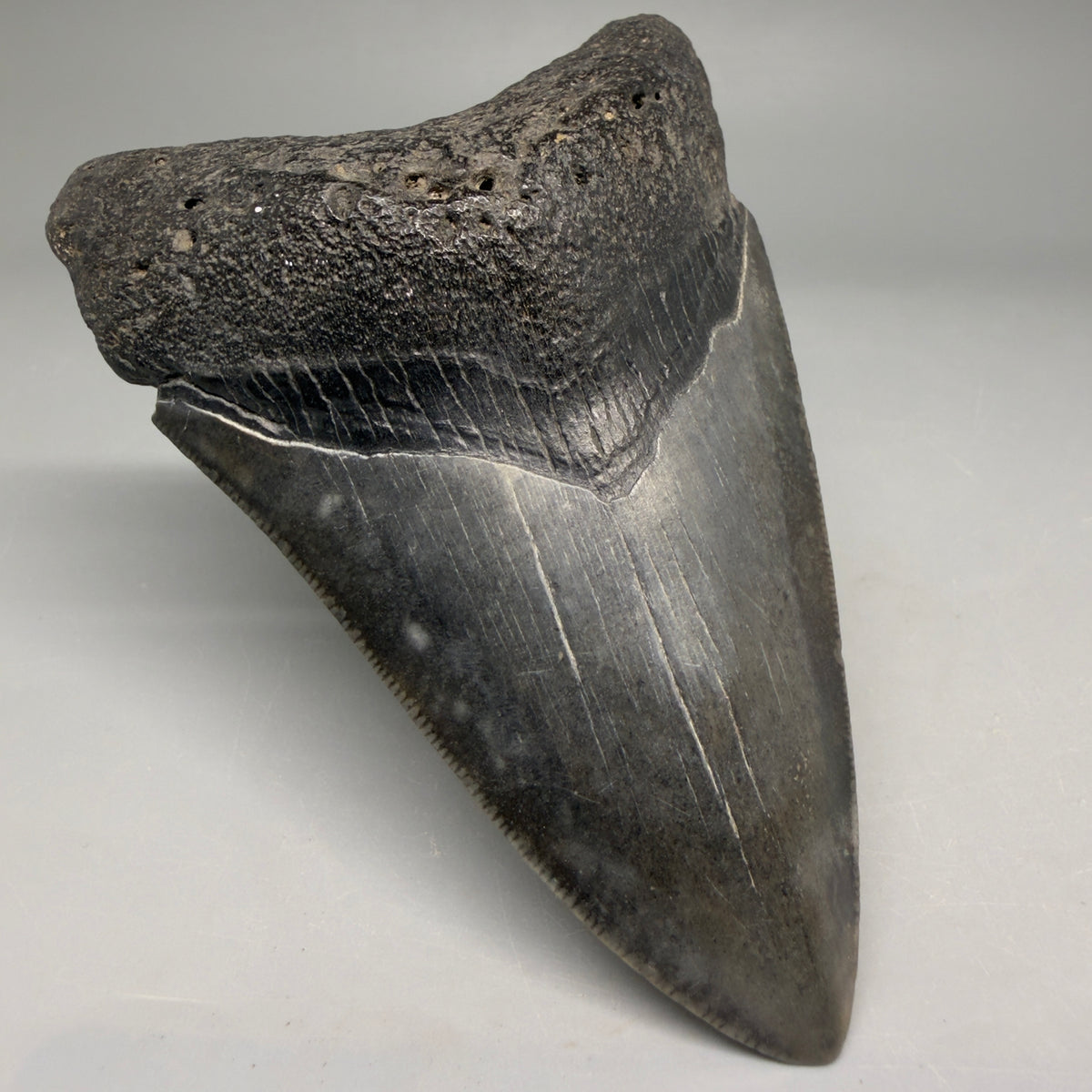 Front Left View Very colorful 4.27" Megalodon Tooth from South Carolina megalodonteeth.com CM6586