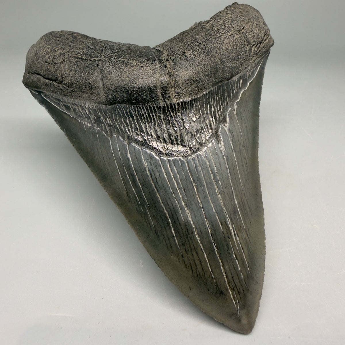 Front Left View Very colorful 4.29" Megalodon Tooth from South Carolina megalodonteeth.com CM6584