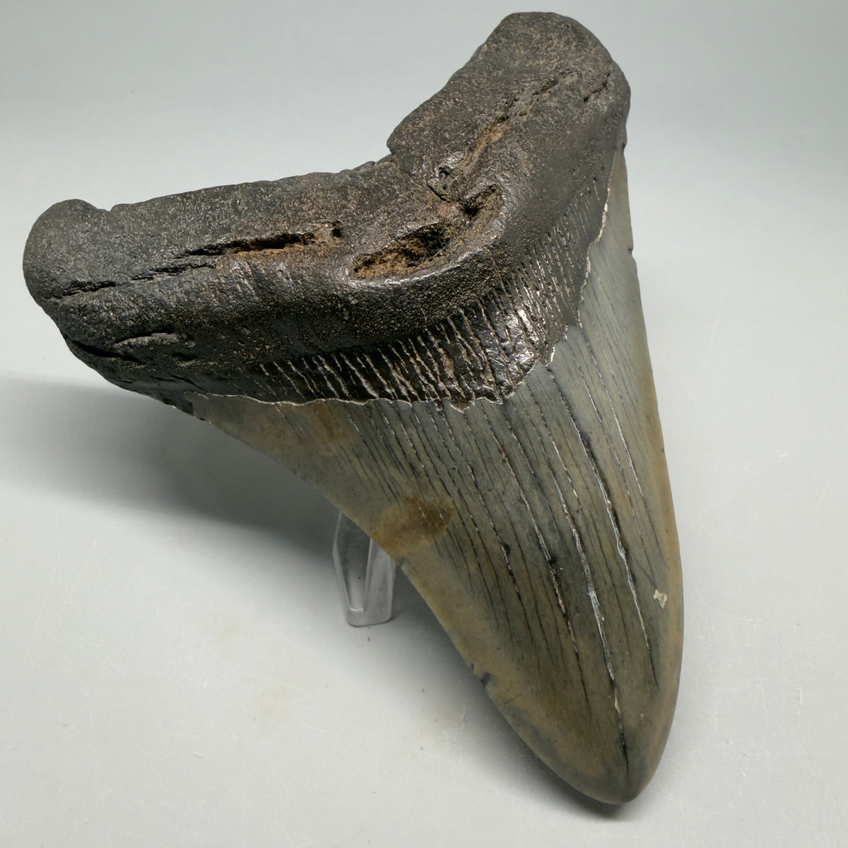 Front Left View Very colorful 4.54" Megalodon Tooth from South Carolina megalodonteeth.com CM6591