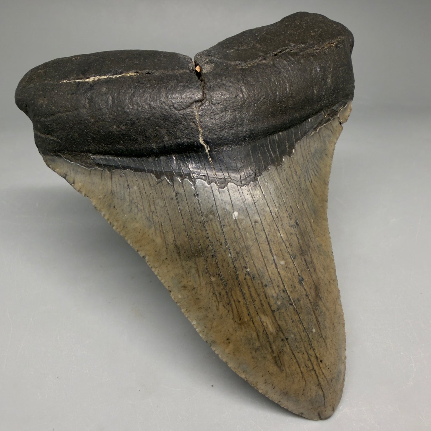 Front Left View Very colorful heart-shaped 4.05" Megalodon Tooth from South Carolina megalodonteeth.com CM6667