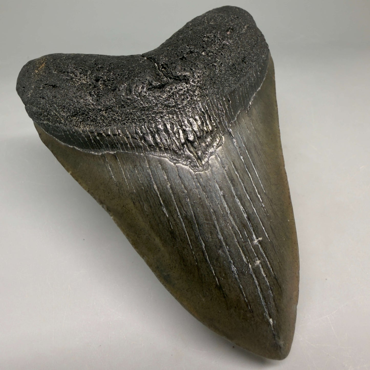 Front Left View Very colorful heart-shaped 4.13" Megalodon Tooth from South Carolina megalodonteeth.com CM6666 