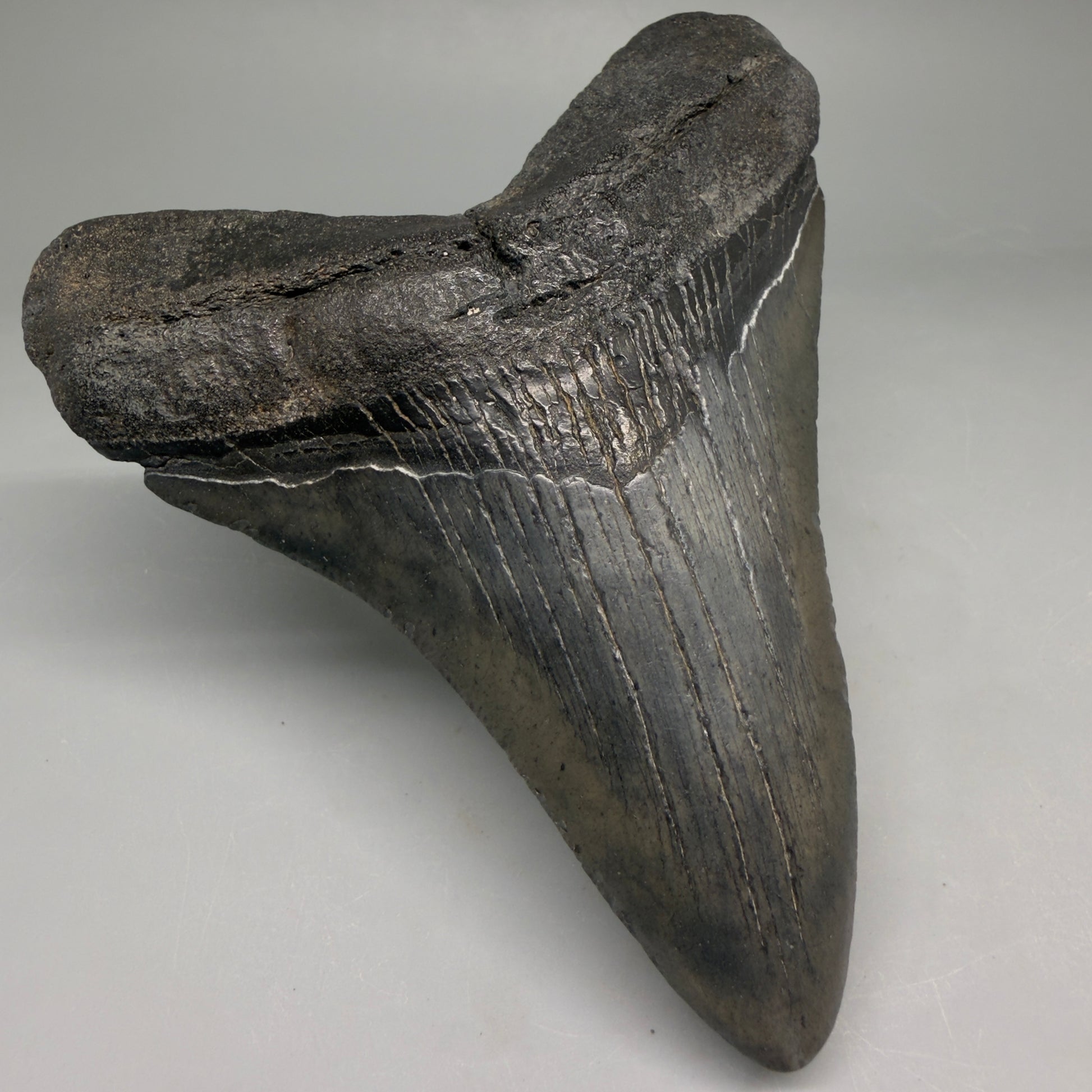 Front Left View Very colorful heart-shaped 4.63" Megalodon Tooth from South Carolina megalodonteeth.com CM6671