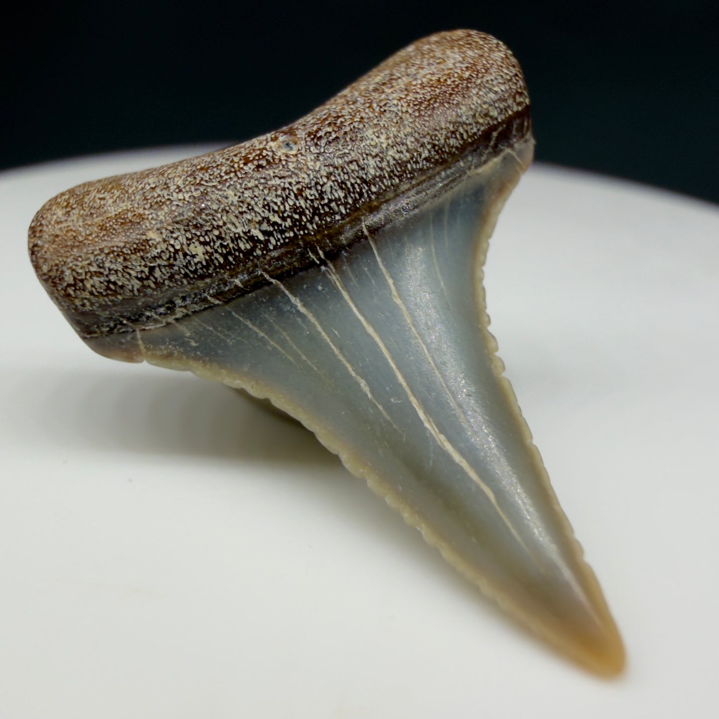 Front Left View Very colorful, sharply serrated 0.93" long Fossil Great White Tooth from the deserts of Peru GW1357