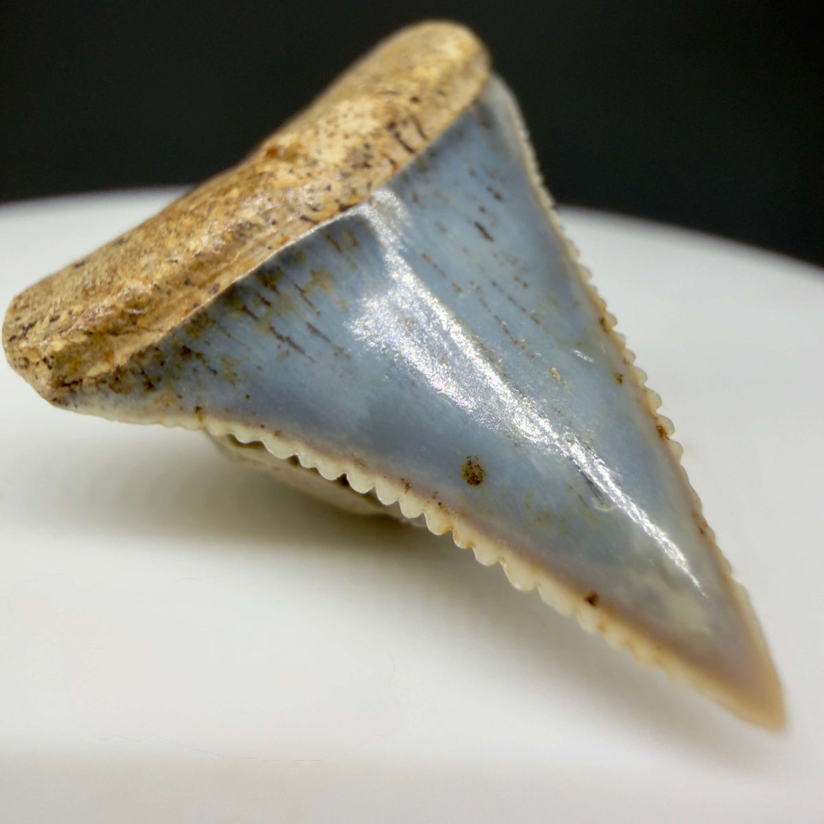 Front Left View Very colorful, sharply serrated 1.01" long Fossil Great White Tooth from the deserts of Peru megalodonteeth.com GW1374
