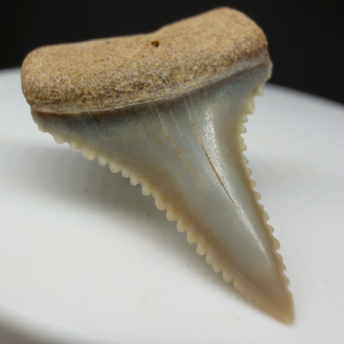 Front Left View Very colorful, sharply serrated 1.01" long Fossil Great White Tooth from the deserts of Peru megalodonteeth.com GW1375
