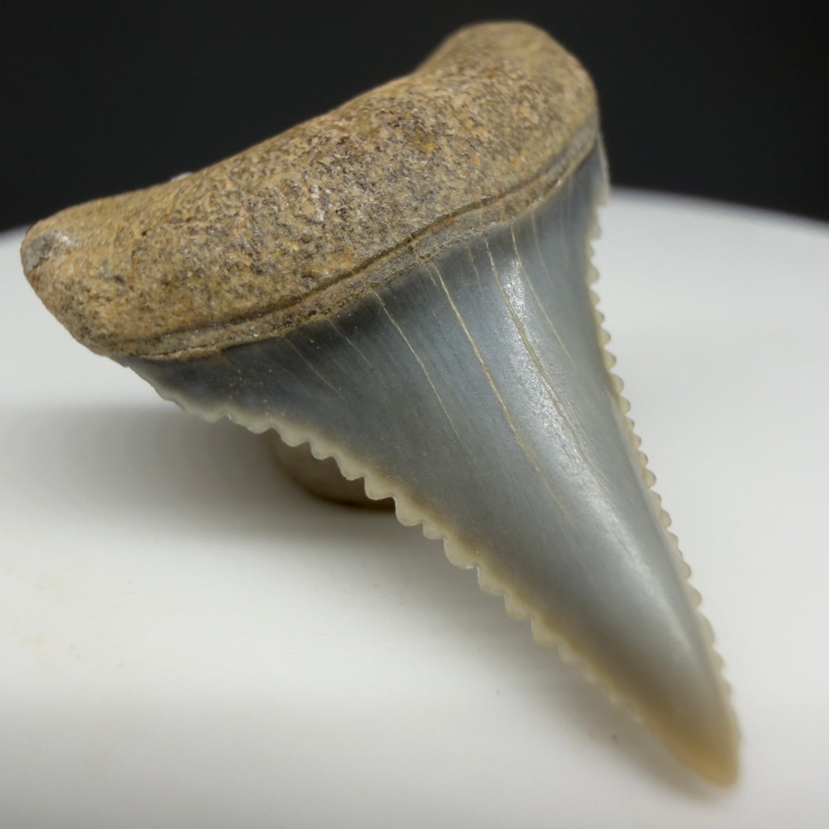 Front Left View Very colorful, sharply serrated 1.02" long Fossil Great White Tooth from the deserts of Peru megalodonteeth.com GW1372
