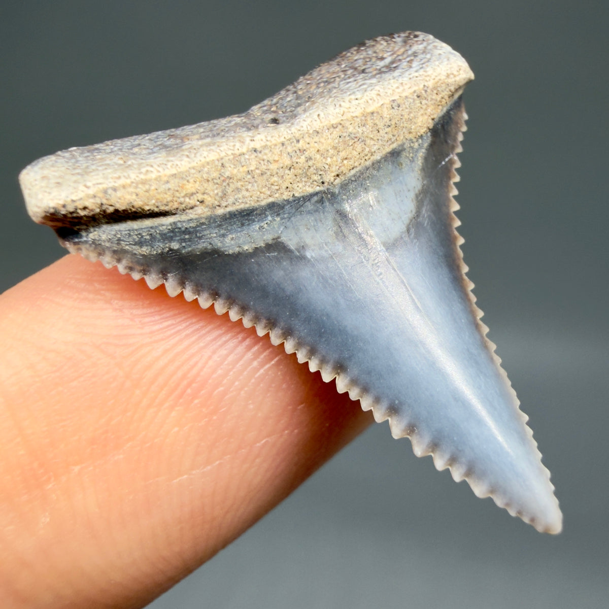 Front Left View Very colorful, sharply serrated 1.02" long Fossil Great White Tooth from the deserts of Peru megalodonteeth.com GW1392