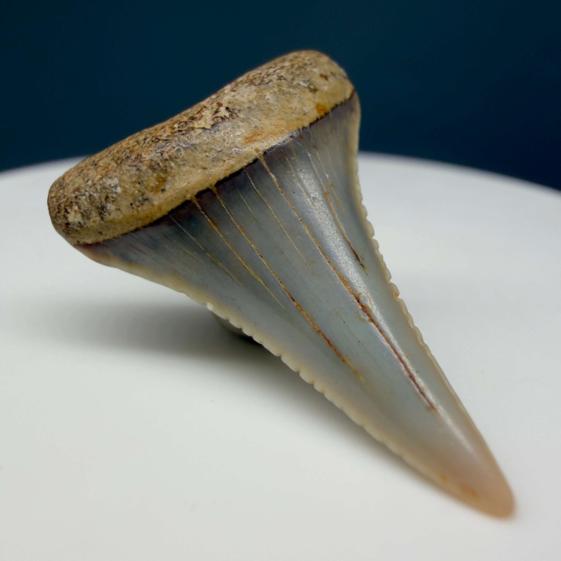 Front Left View Very colorful, sharply serrated 1.03" long Fossil Great White Tooth from the deserts of Peru GW1355