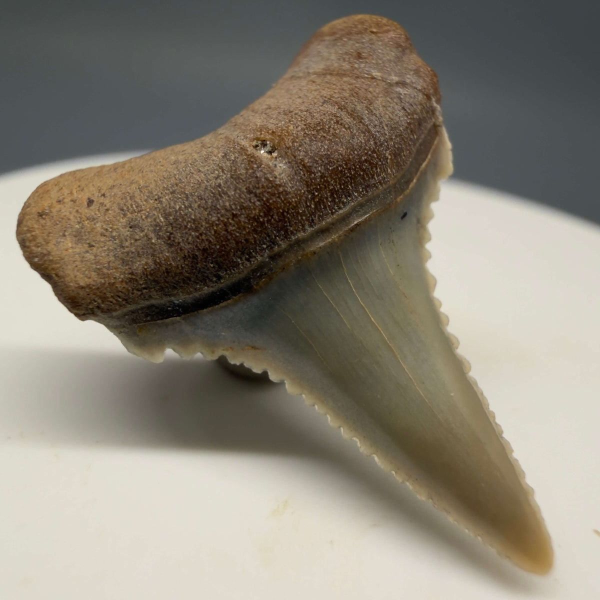 Front Left View Very colorful, sharply serrated 1.03" long Fossil Great White Tooth from the deserts of Peru megalodonteeth.com GW1393