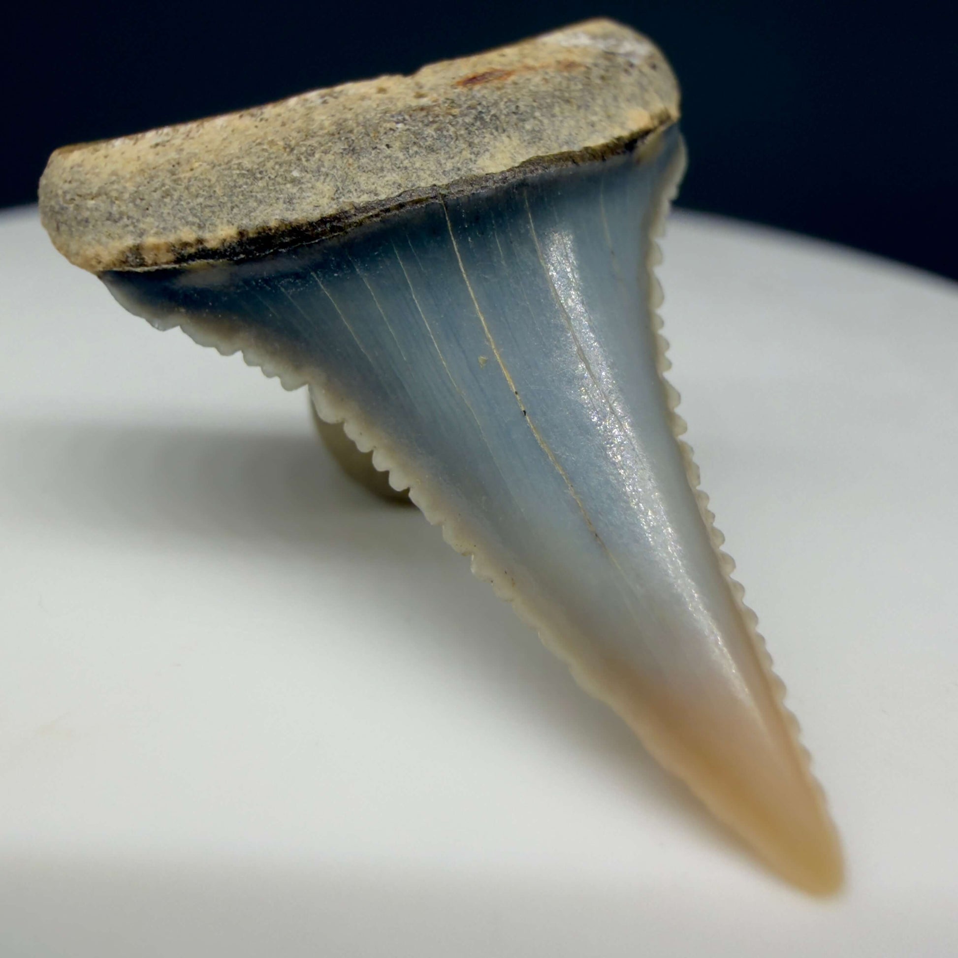 Front Left View Very colorful, sharply serrated 1.08" long Fossil Great White Tooth from the deserts of Peru GW1356