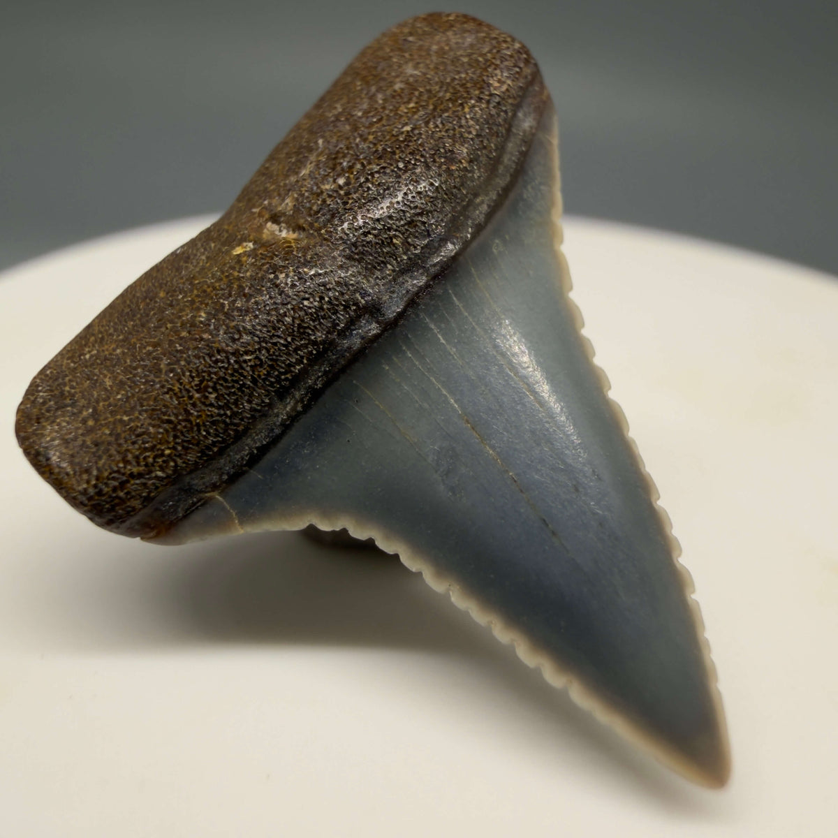 Front Left View Very colorful, sharply serrated 1.08" long Fossil Great White Tooth from the deserts of Peru megalodonteeth.com GW1394