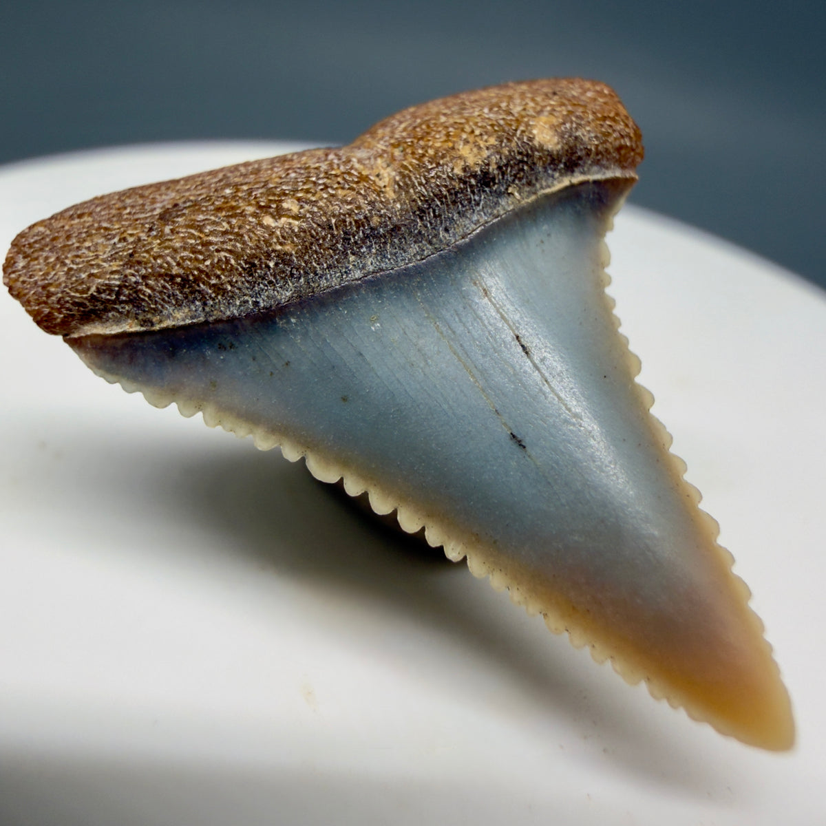 Front Left View Very colorful, sharply serrated 1.09" long Fossil Great White Tooth from the deserts of Peru megalodonteeth.com GW1373