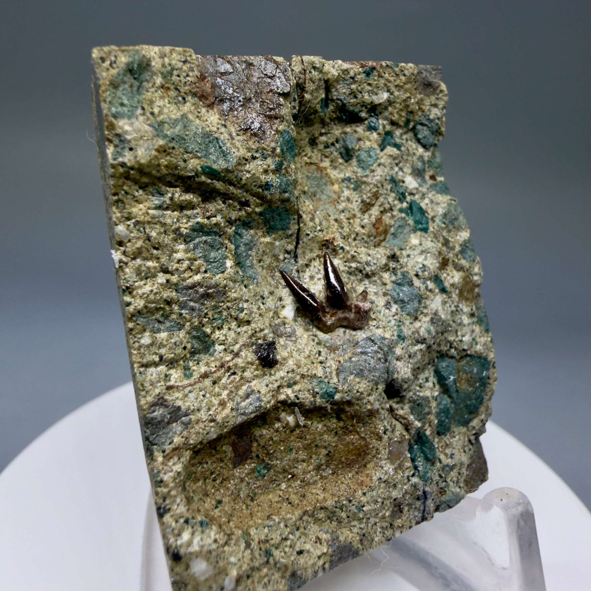 Front Left View Very rare 9.7mm Fossil Clamydoselachus sp. - Extinct Frilled Shark tooth - Hokkaido, Japan megalodonteeth.com R661