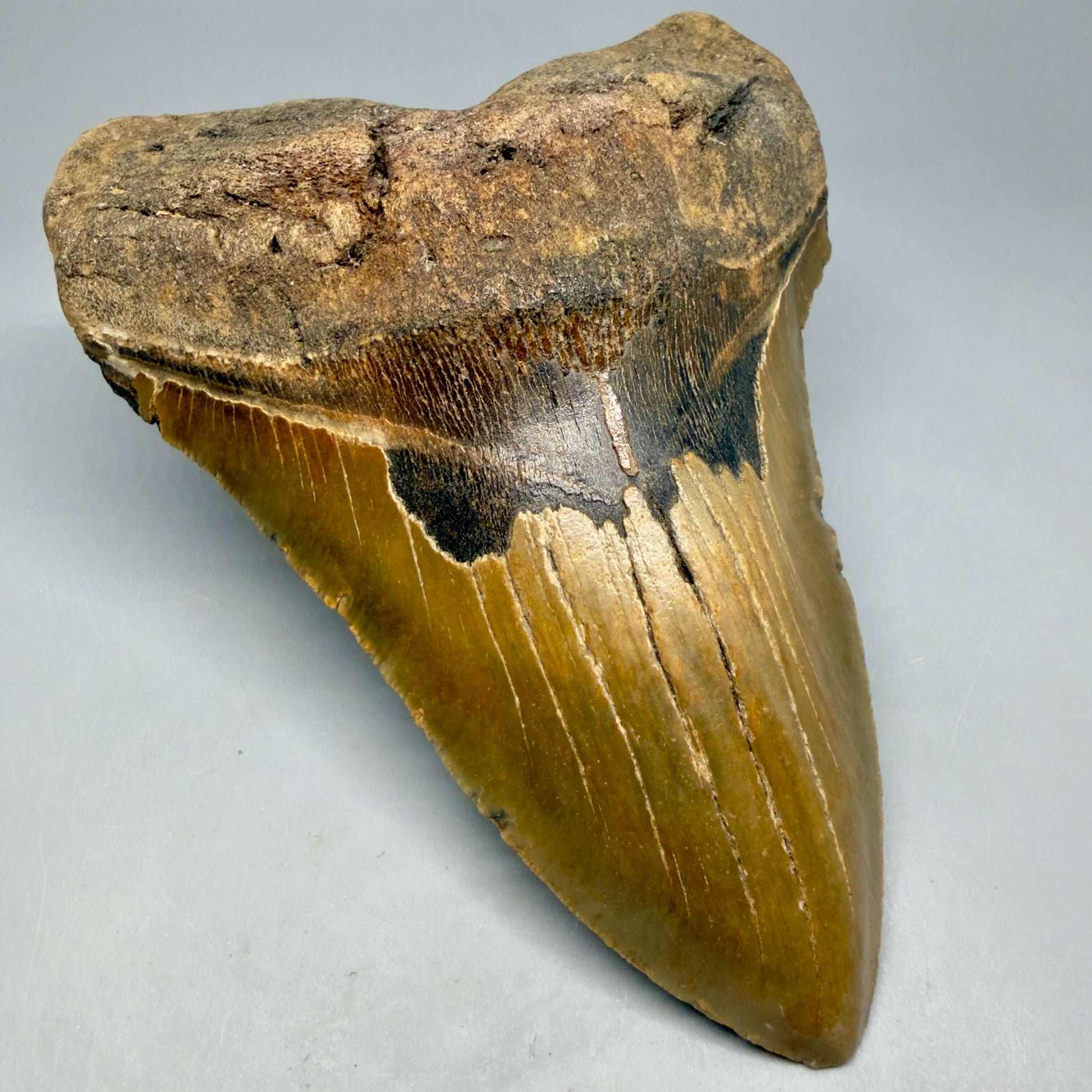 Front Left  View HUGE Lower 6.08" Fossil Megalodon Shark Tooth - Wilmington North Carolina CM6449