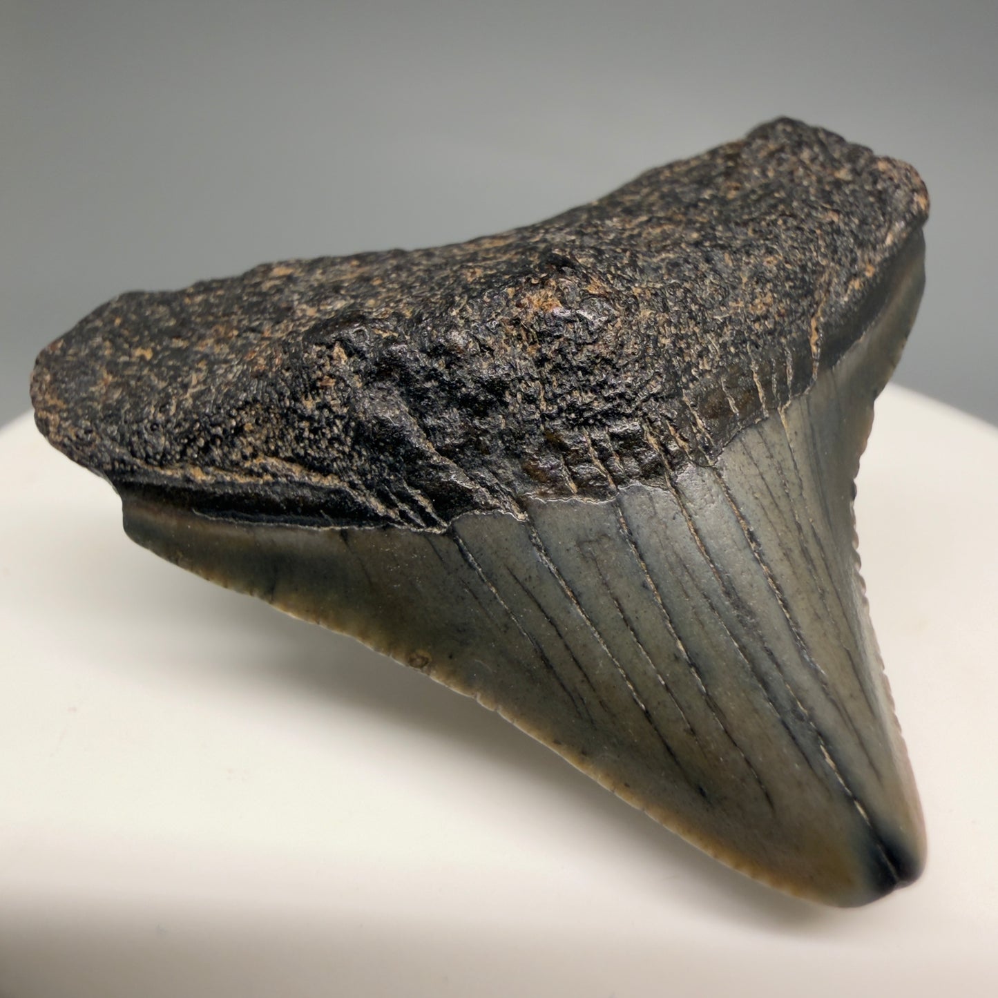 Front Left view Affordable 1.44" Colorful Fossil Megalodon Tooth – South Carolina River Find | Authentic megalodonteeth.com CM6535 