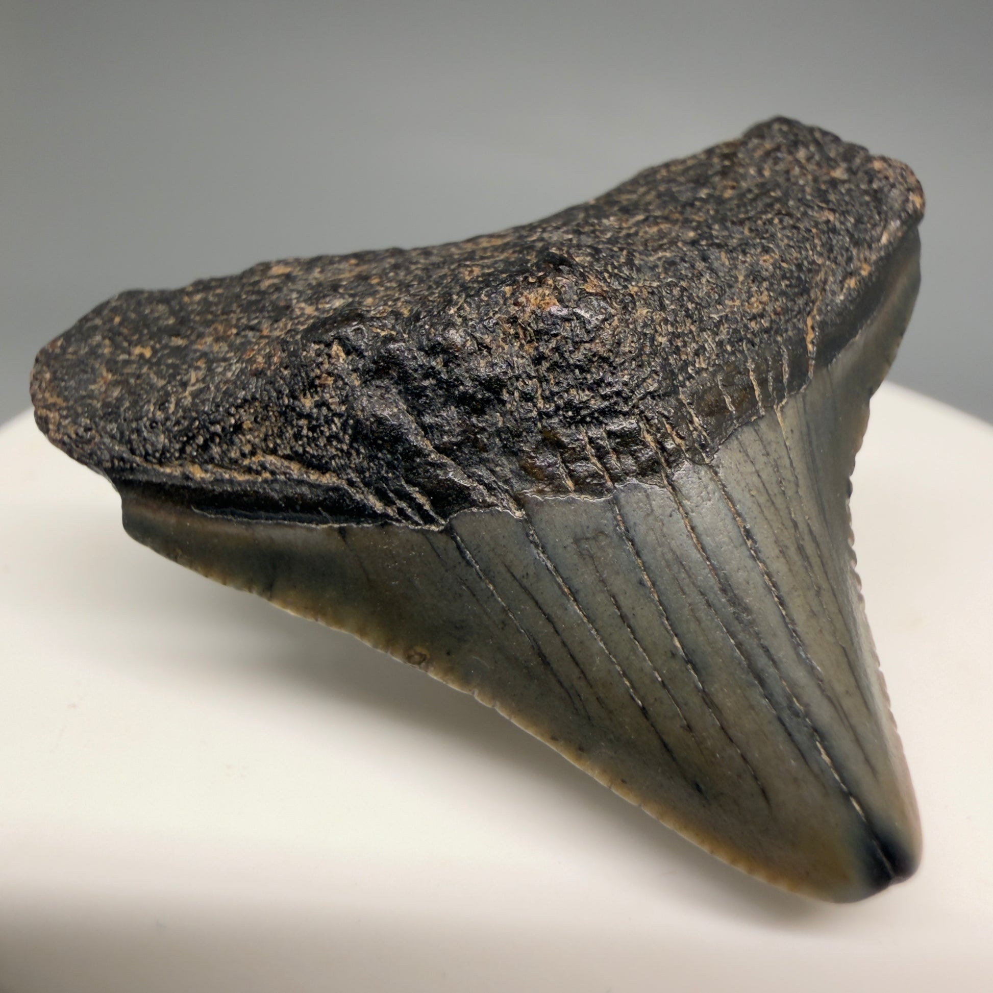 Front Left view Affordable 1.44" Colorful Fossil Megalodon Tooth – South Carolina River Find | Authentic megalodonteeth.com CM6535 