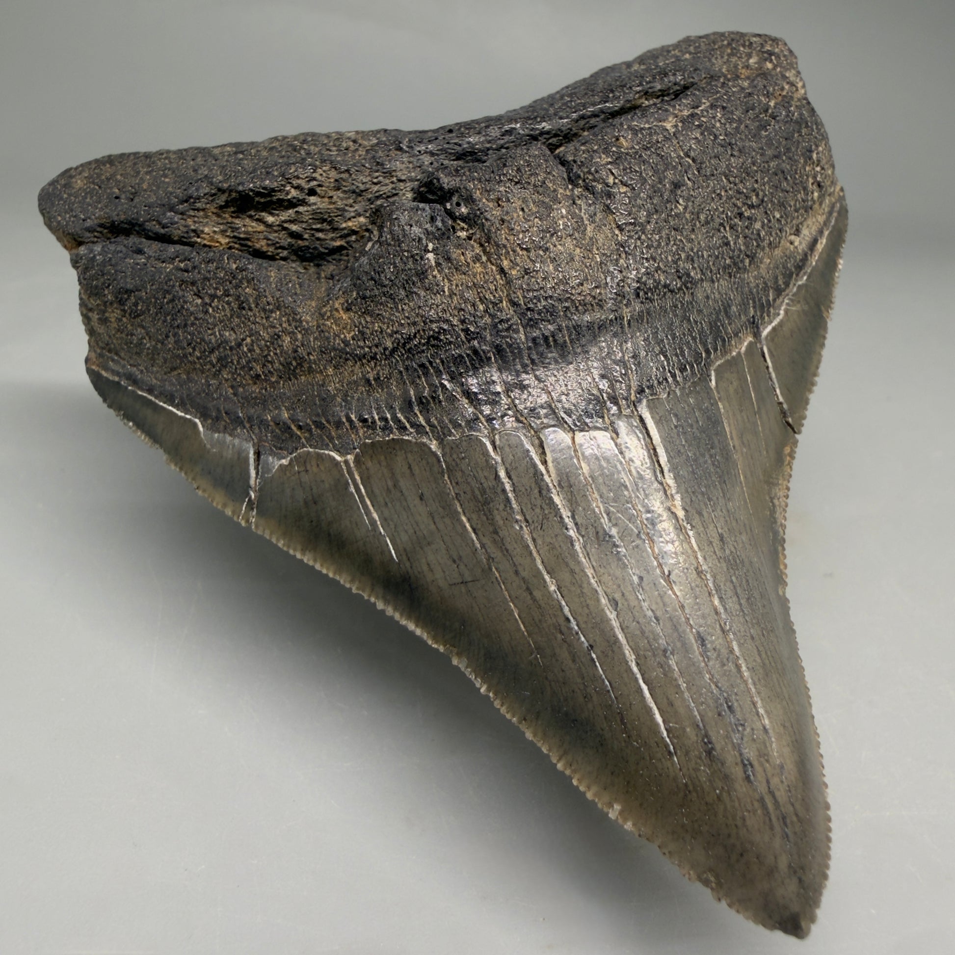 Front Left view Colorful lateral, sharply serrated 3.86" Fossil Megalodon Tooth from South Carolina megalodonteeth.com CM6572 