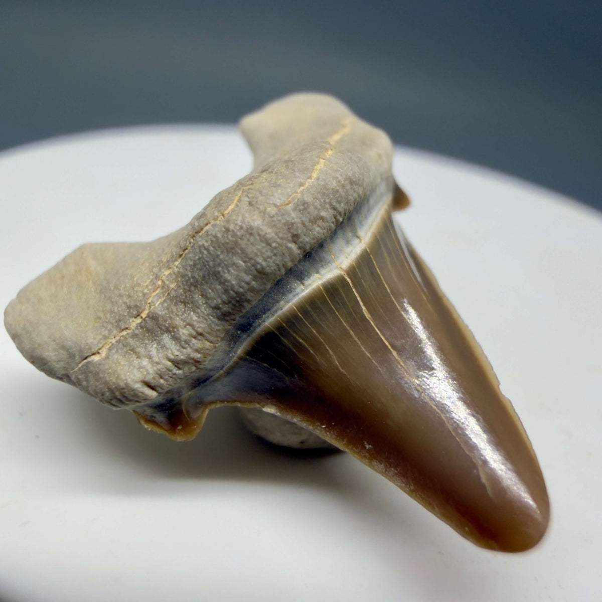 Front Left view Rare 1.08" Fossil Parotodus mangyshlakensis Fossil Tooth from Kazakhstan megalodonteeth.com R656