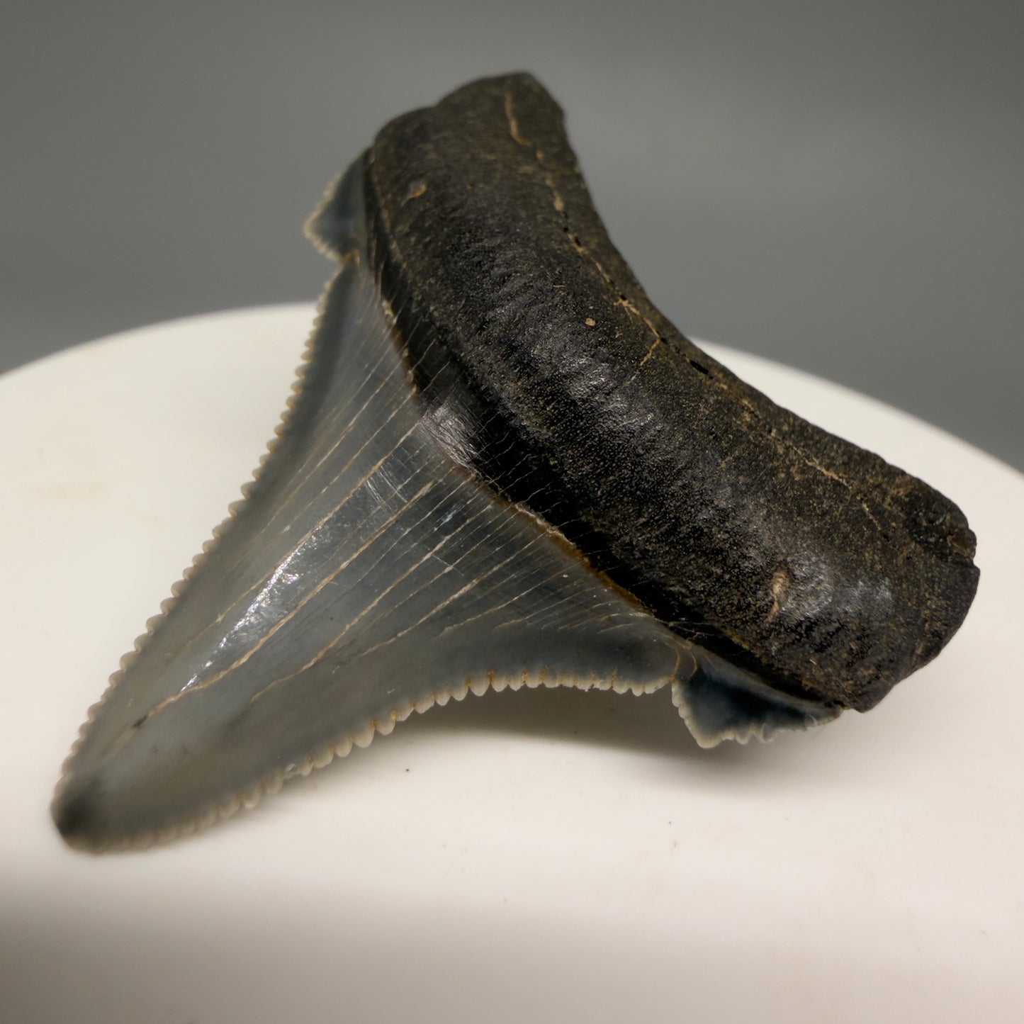 Front Right View 1.57" Serrated Fossil Carcharocles angustidens Shark Tooth from South Carolina AN467