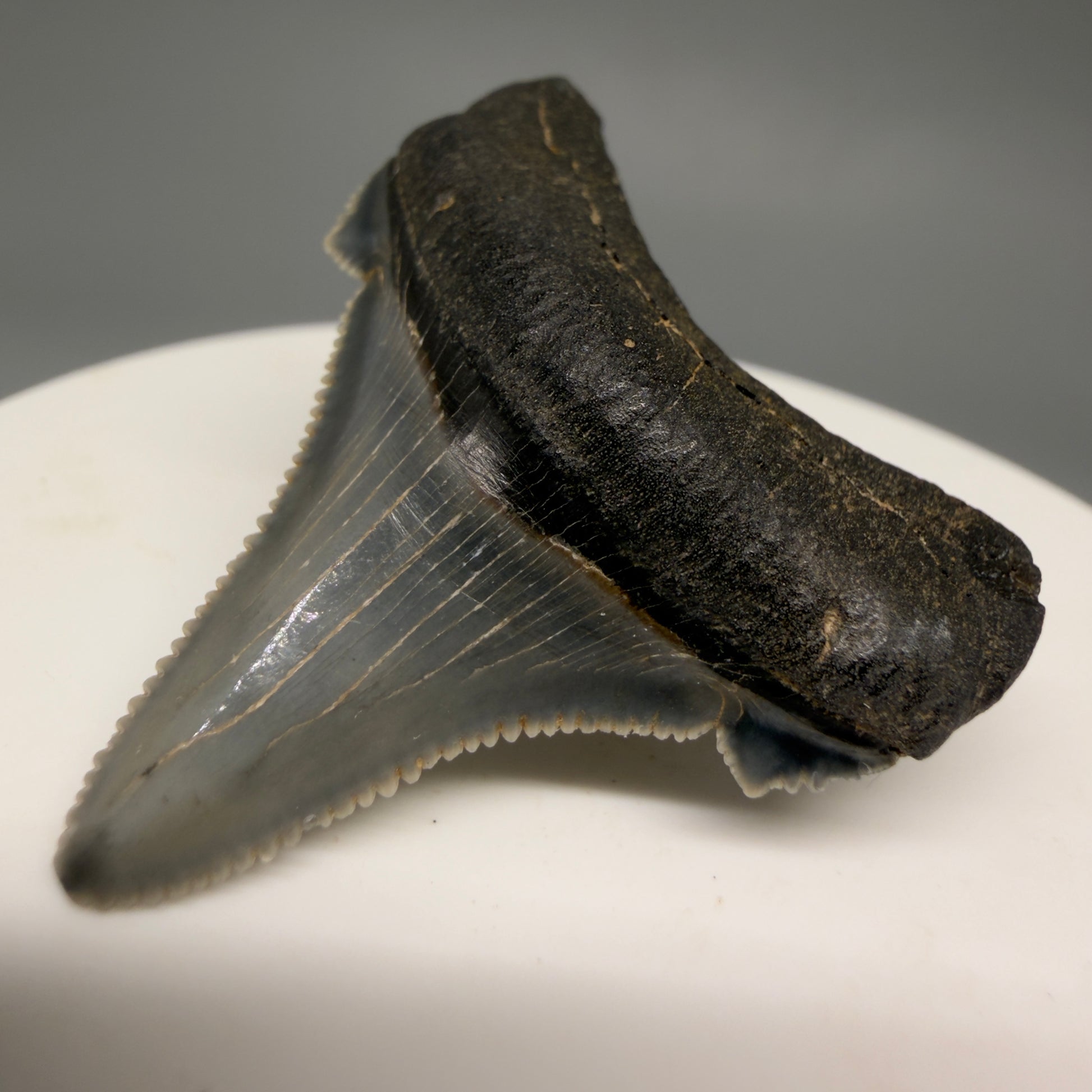 Front Right View 1.57" Serrated Fossil Carcharocles angustidens Shark Tooth from South Carolina AN467