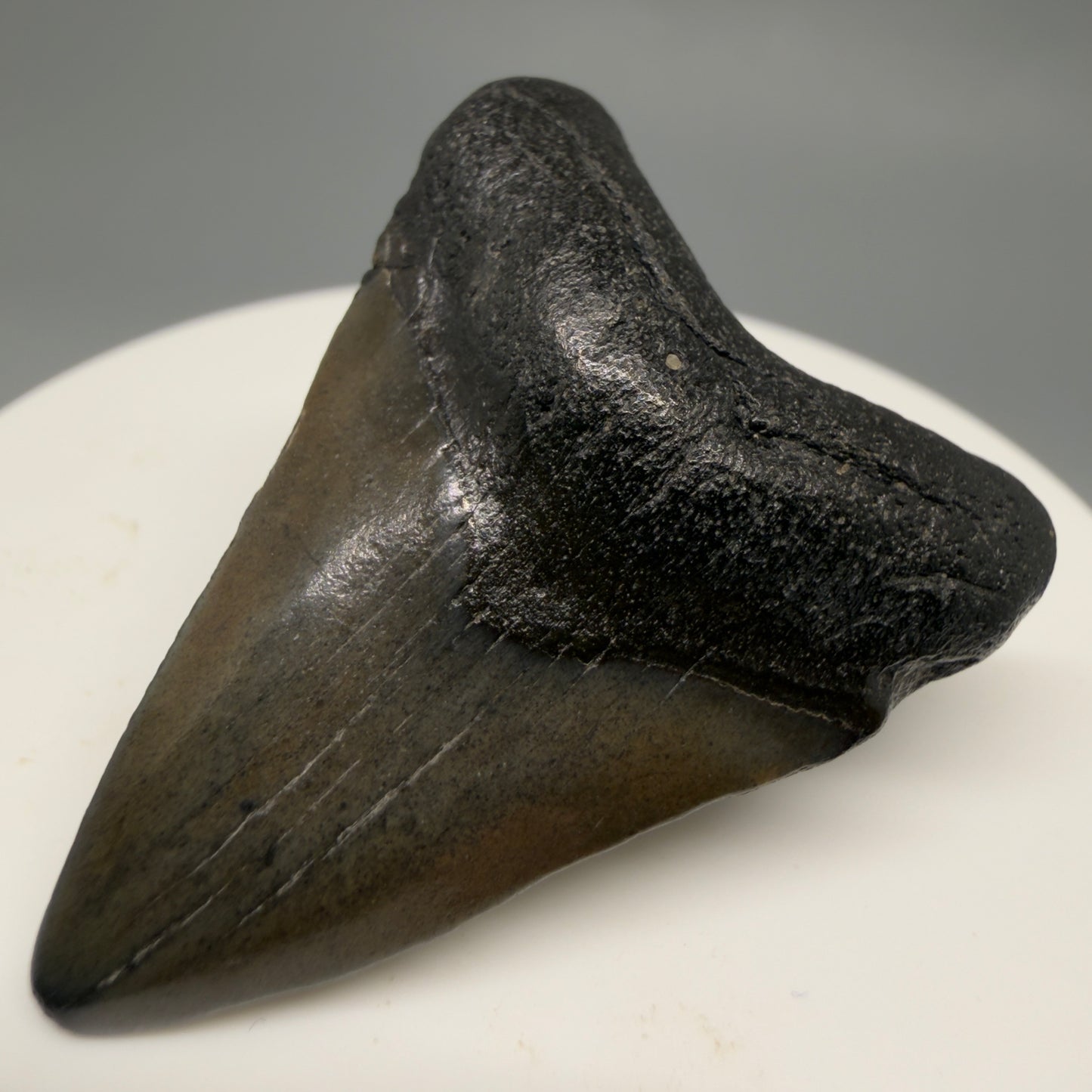 Front Right View 1.67" Colorful Fossil Megalodon Tooth – South Carolina River Find | Authentic CM6477