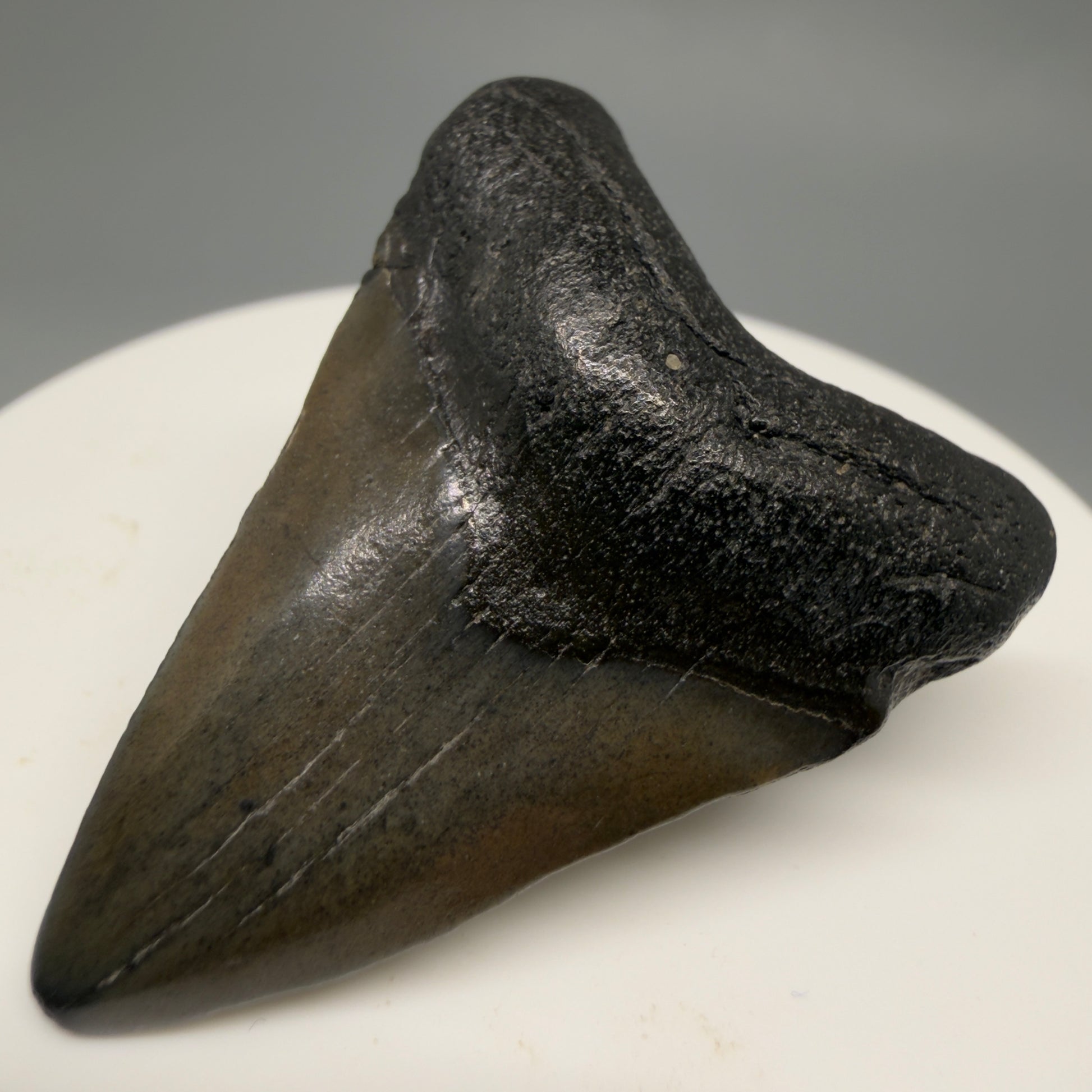 Front Right View 1.67" Colorful Fossil Megalodon Tooth – South Carolina River Find | Authentic CM6477
