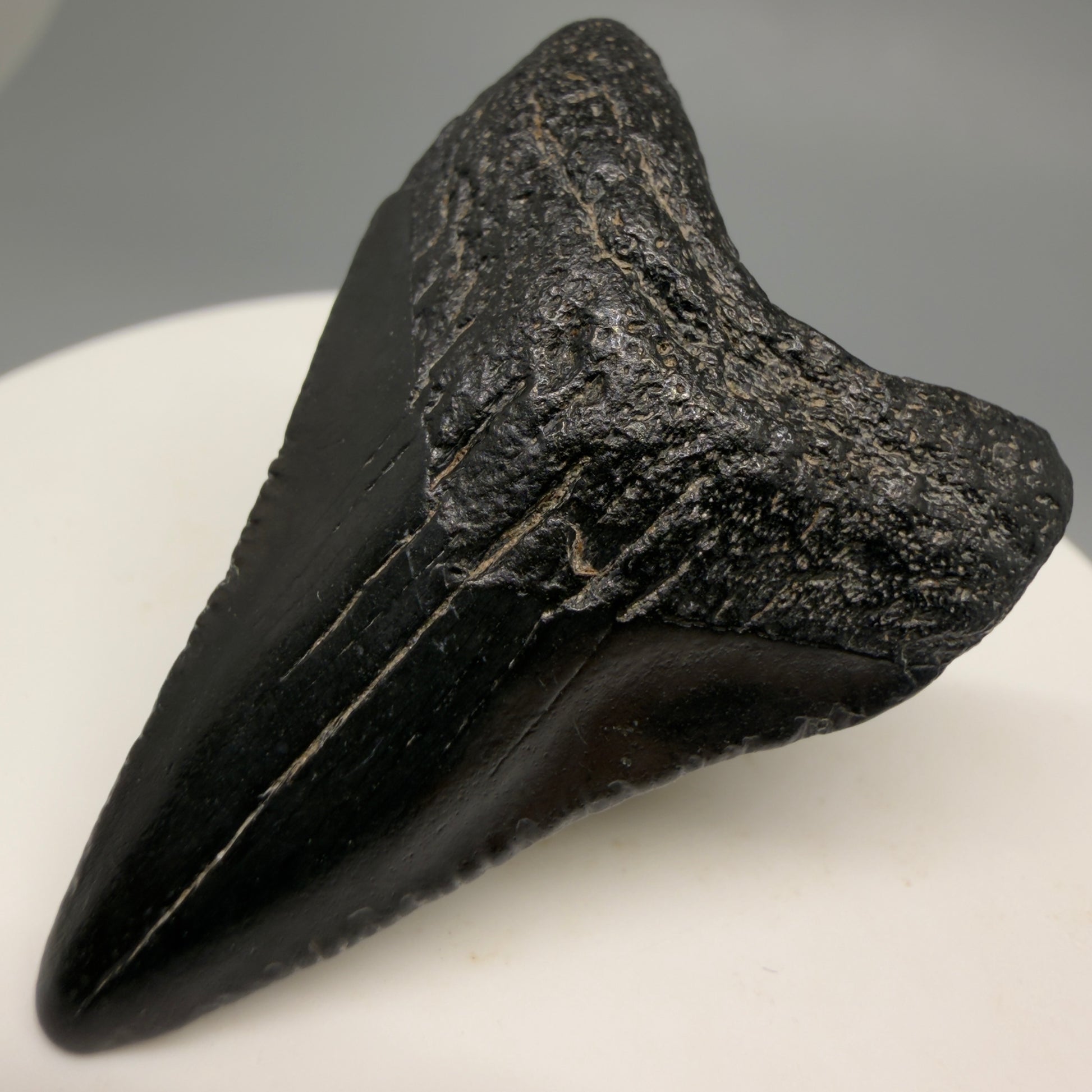 Front Right View 1.69" Dark colors, Fossil Megalodon Tooth – South Carolina River Find | Authentic CM6478