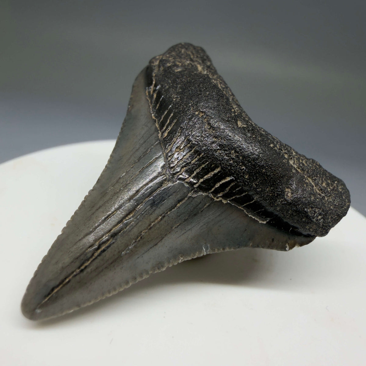 Front Right View 1.71" Colorful Fossil Megalodon Tooth – South Carolina River Find | Authentic Megalodon Tooth megalodonteeth.com CM6779