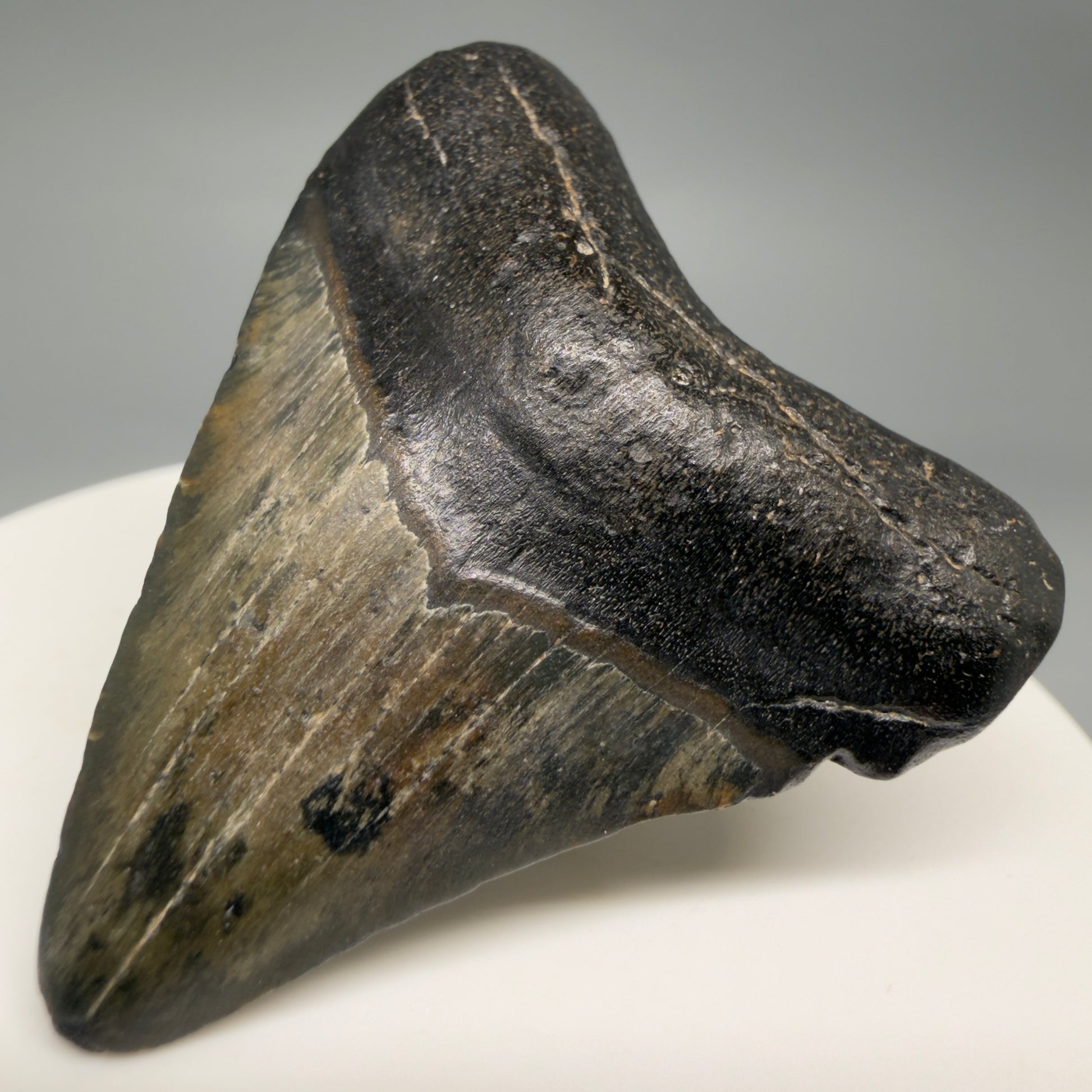Front Right View 1.84" Colorful Fossil Megalodon Tooth – South Carolina River Find | Authentic Megalodon Tooth megalodonteeth.com CM6541