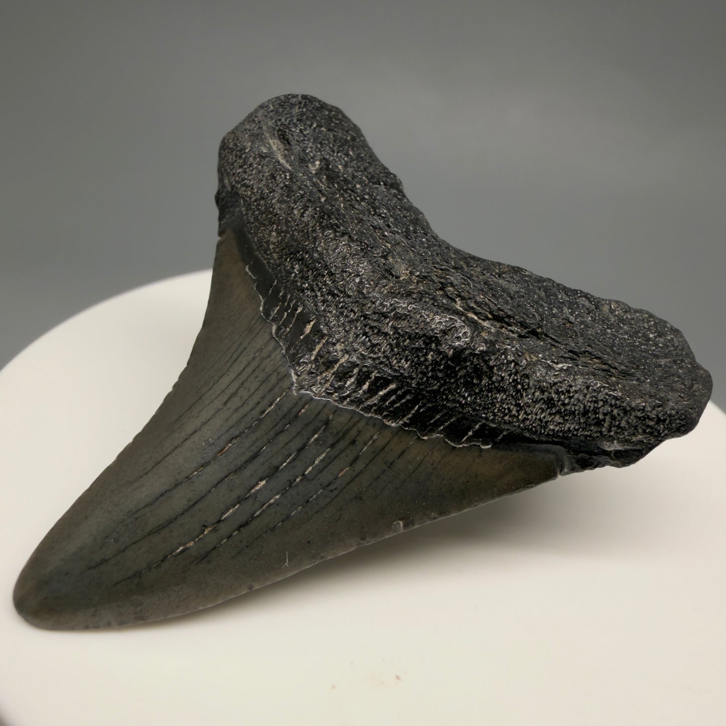 Front Right View 1.89" Colorful Fossil Megalodon Tooth – South Carolina River Find | Authentic CM6480