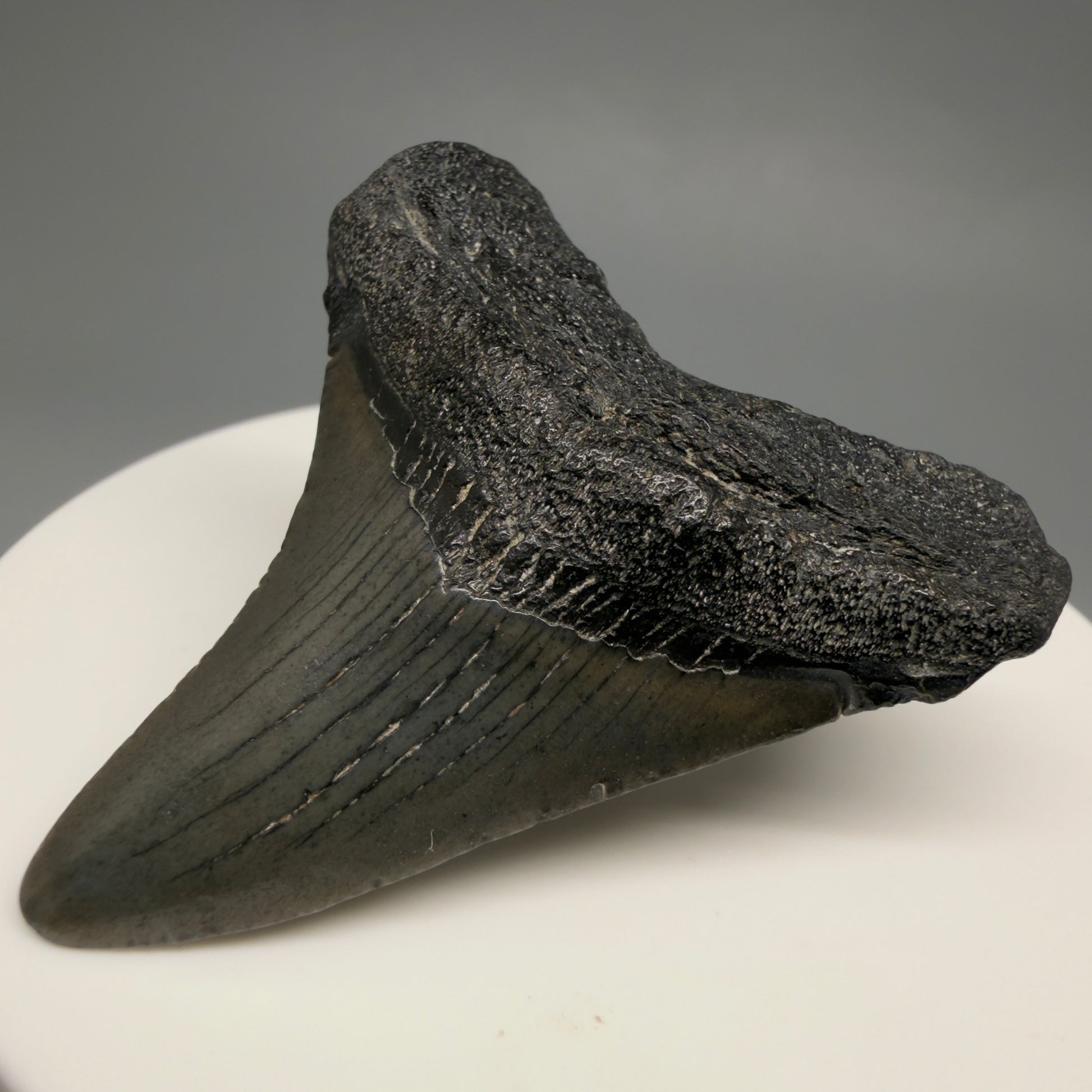 Front Right View 1.89" Colorful Fossil Megalodon Tooth – South Carolina River Find | Authentic CM6480