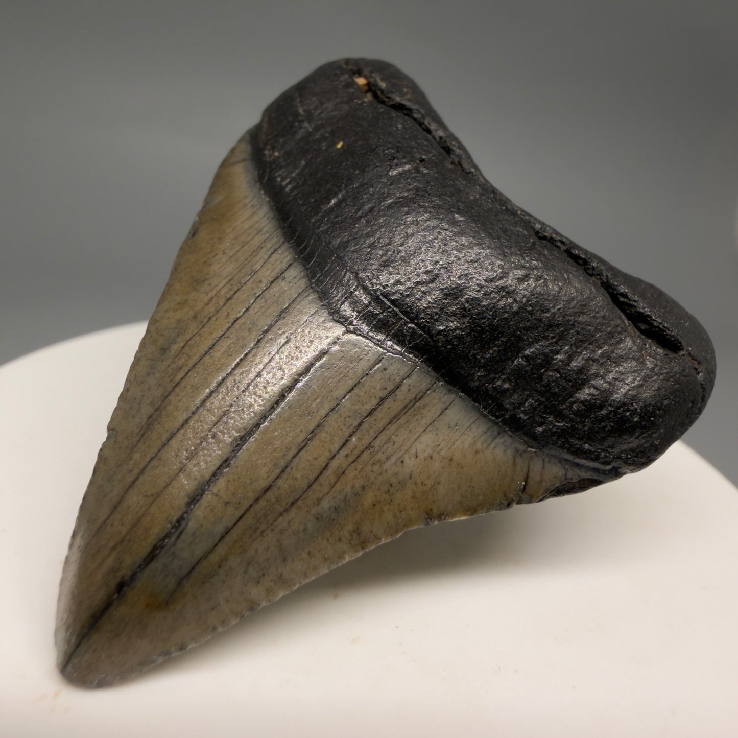 Front Right View 1.90" Colorful Fossil Megalodon Tooth – South Carolina River Find | Authentic Megalodon Tooth megalodonteeth.com CM6546