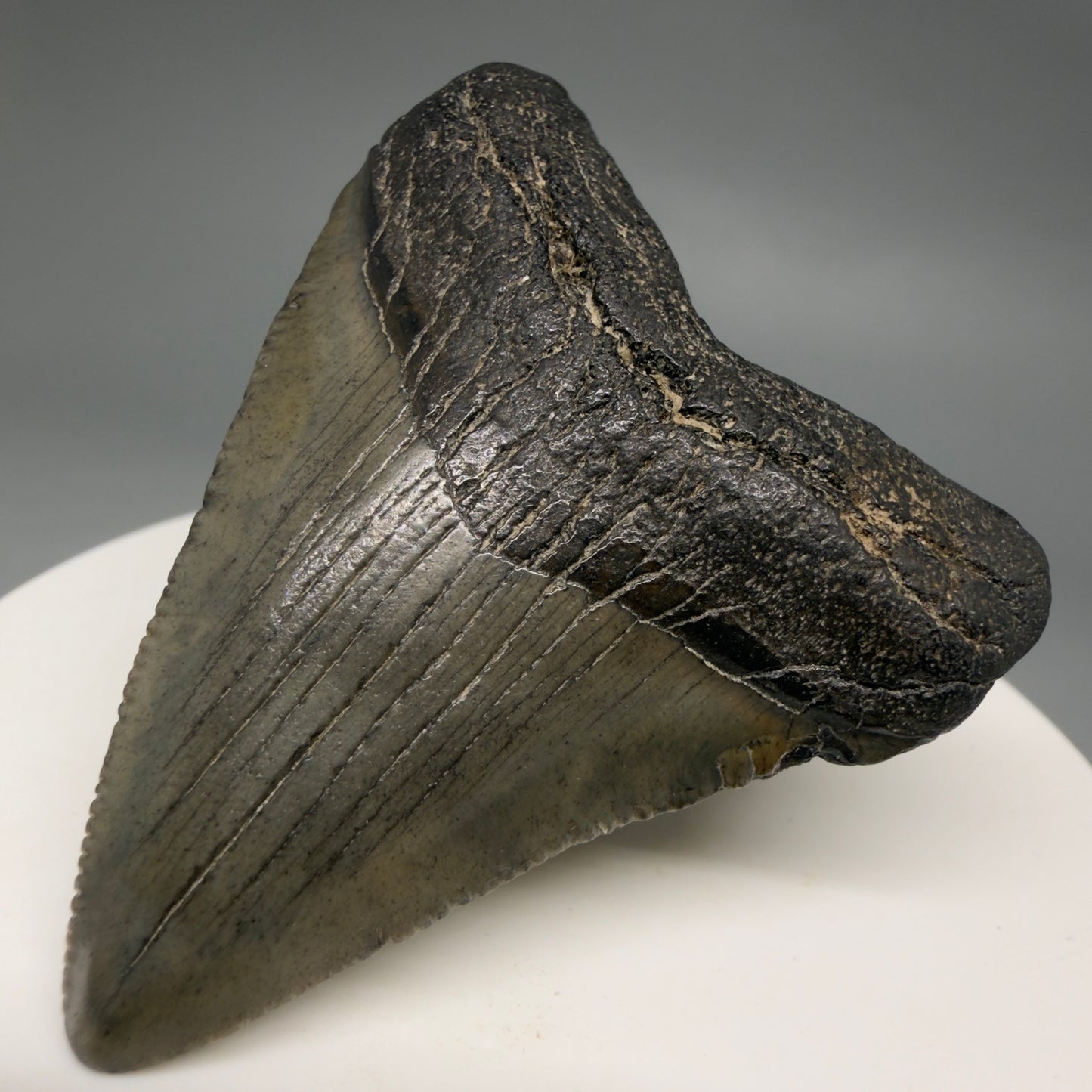 Front Right View 2.03" Colorful Fossil Megalodon Tooth – South Carolina River Find | Authentic Megalodon Tooth megalodonteeth.com CM6542