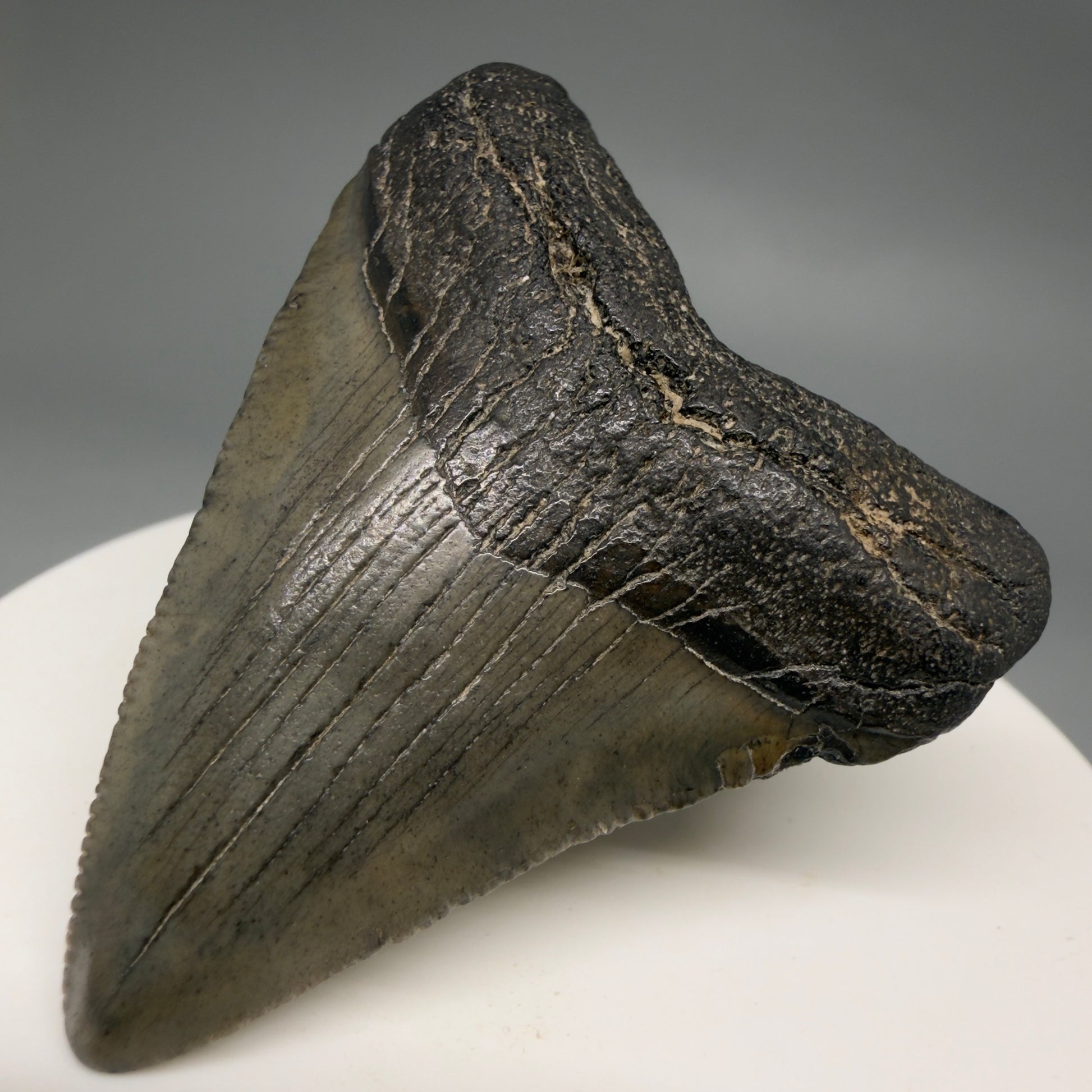 Front Right View 2.03" Colorful Fossil Megalodon Tooth – South Carolina River Find | Authentic Megalodon Tooth megalodonteeth.com CM6542