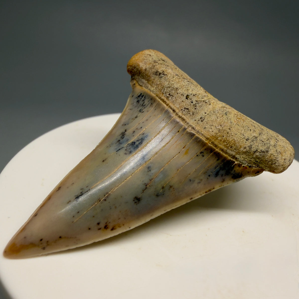 Front Right View 2.04" Fossil Extinct Mako - Isurus hastalis Shark Tooth - Bakersfield, CA - Colorful M621