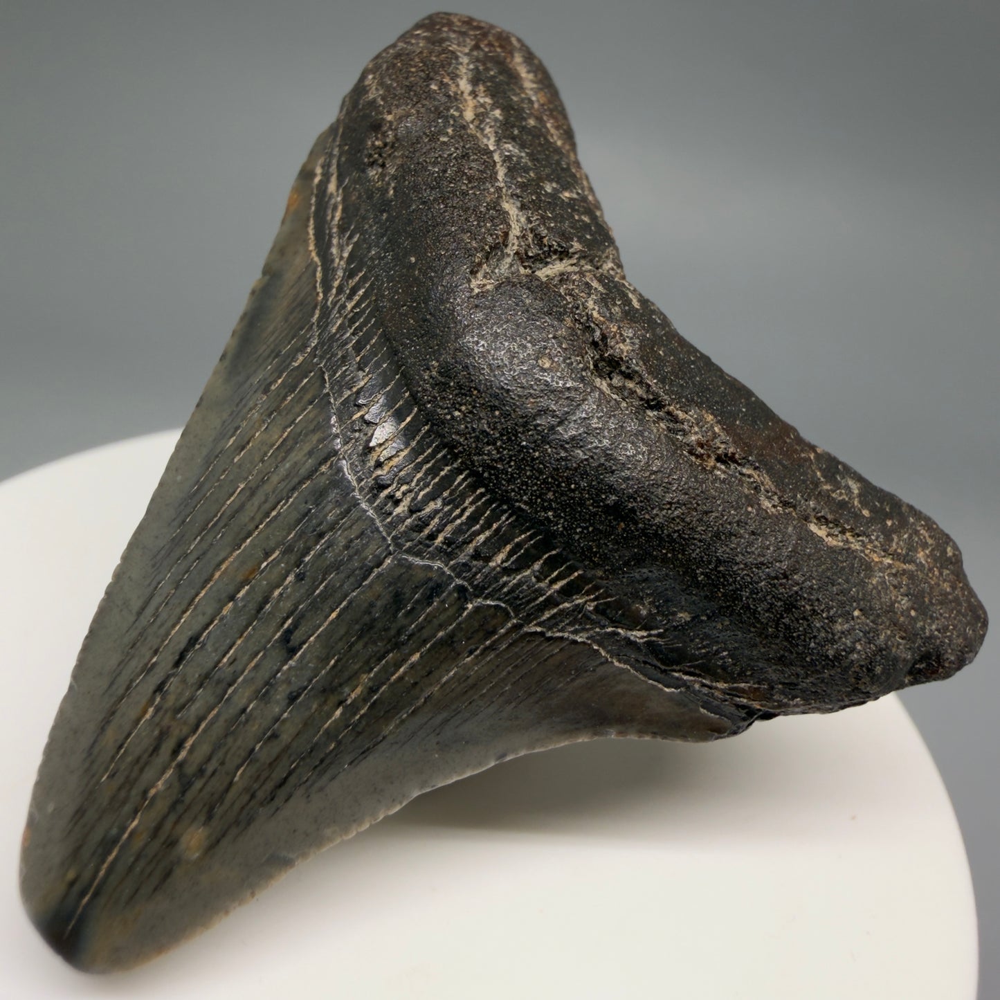 Front Right View 2.06" Colorful Fossil Megalodon Tooth – South Carolina River Find | Authentic Megalodon Tooth megalodonteeth.com CM6543