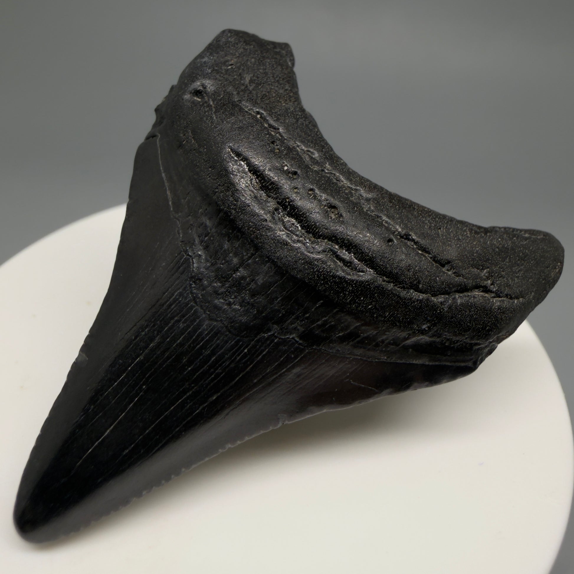 Front Right View 2.12" Colorful Fossil Megalodon Tooth – South Carolina River Find | Authentic CM6481