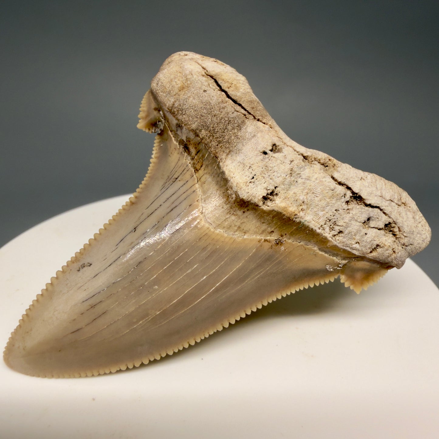 Front Right View 2.17" Fossil Carcharocles angustidens Shark Tooth from Charleston, South Carolina AN741 