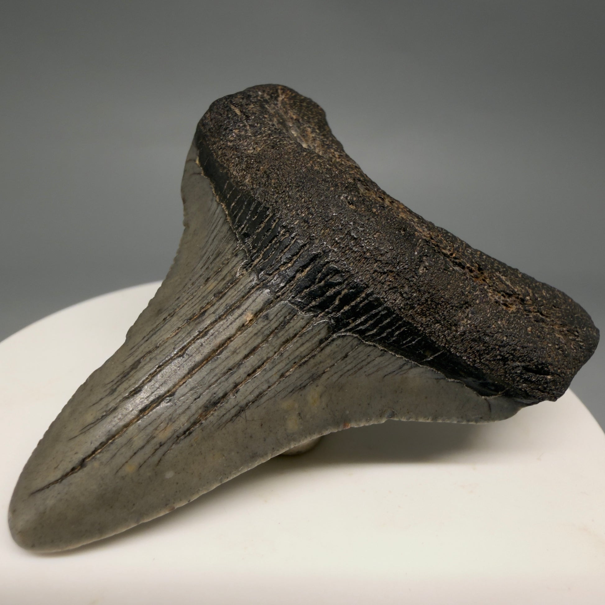 Front Right View 2.19" Colorful Fossil Megalodon Tooth – South Carolina River Find | Authentic Megalodon Tooth megalodonteeth.com CM6547
