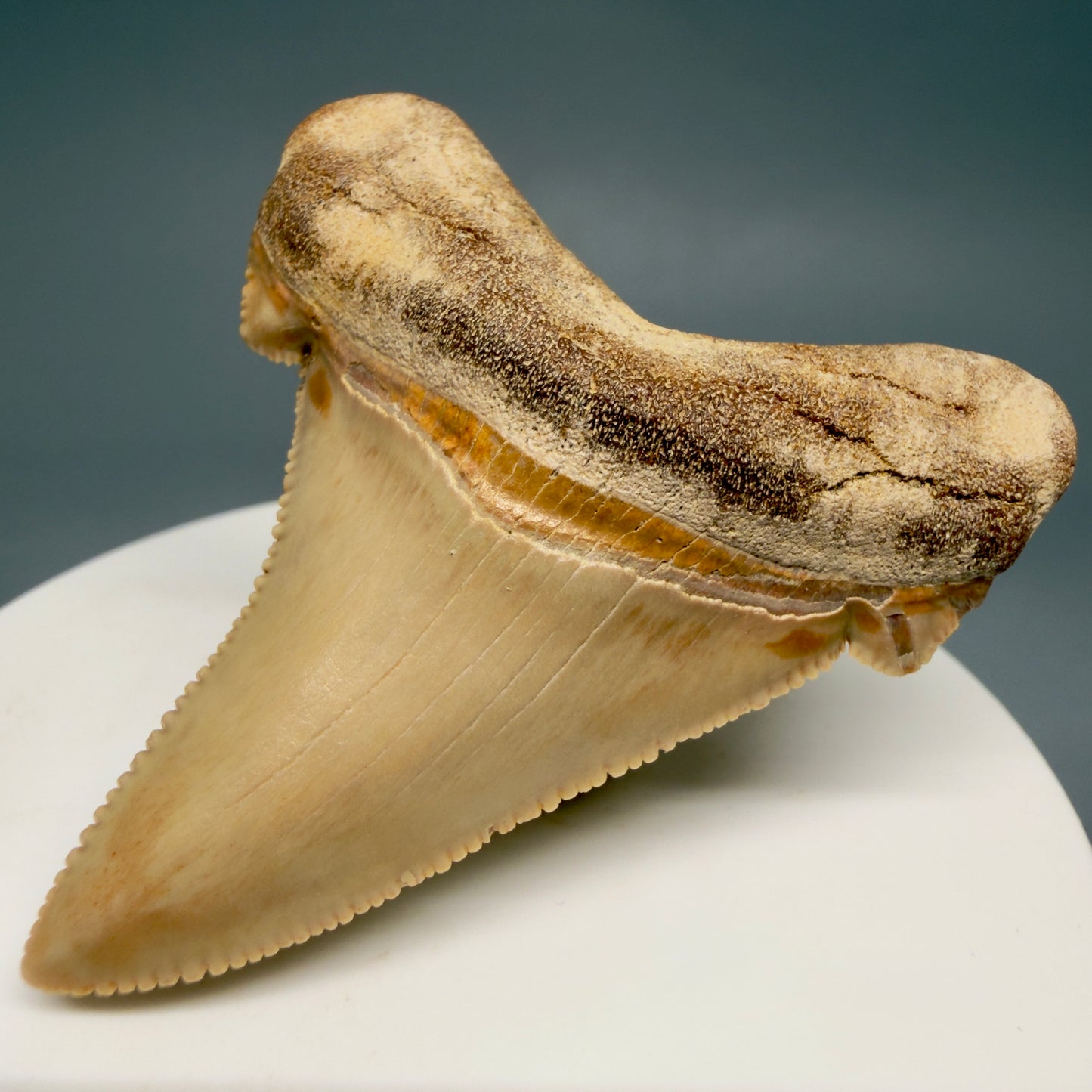 Front Right View 2.19" Fossil Carcharocles angustidens Shark Tooth from Summerville, South Carolina AN473