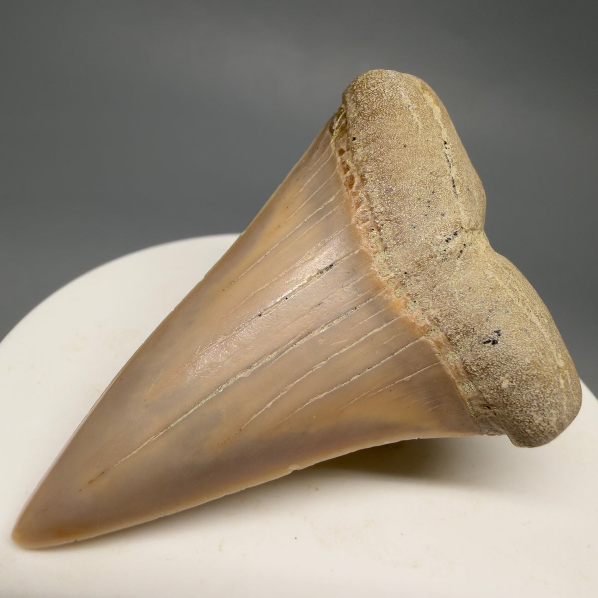 Front Right View 2.20" Fossil Extinct Mako - Isurus hastalis Shark Tooth - Bakersfield, CA - Colorful M622