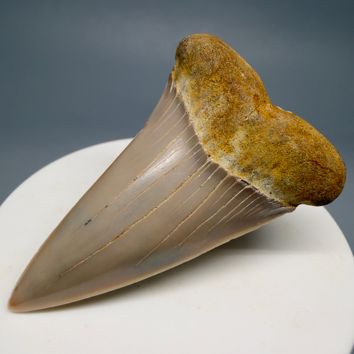 Front Right View 2.30" Fossil Extinct Mako - Isurus hastalis Shark Tooth - Bakersfield, CA - Colorful M623