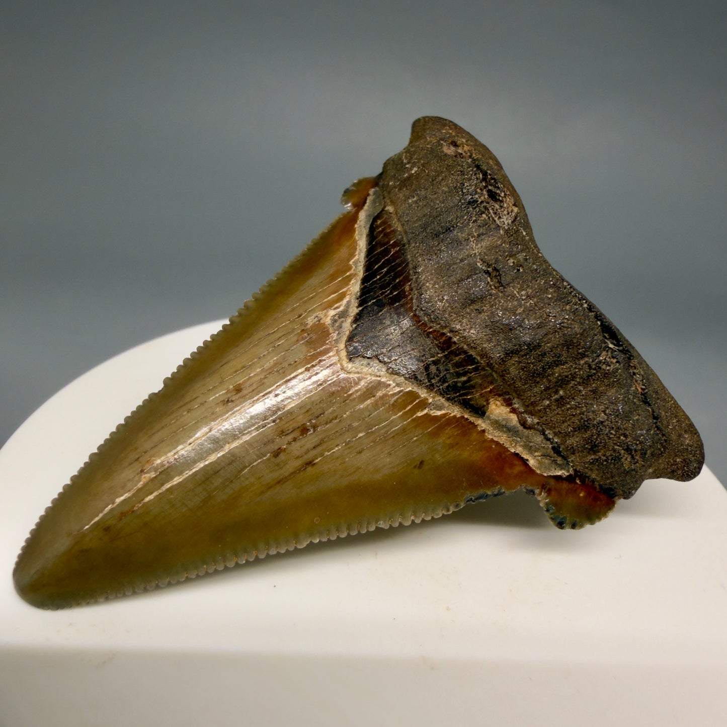 Front Right View 2.31" Serrated Fossil Carcharocles angustidens Shark Tooth from South Carolina AN470