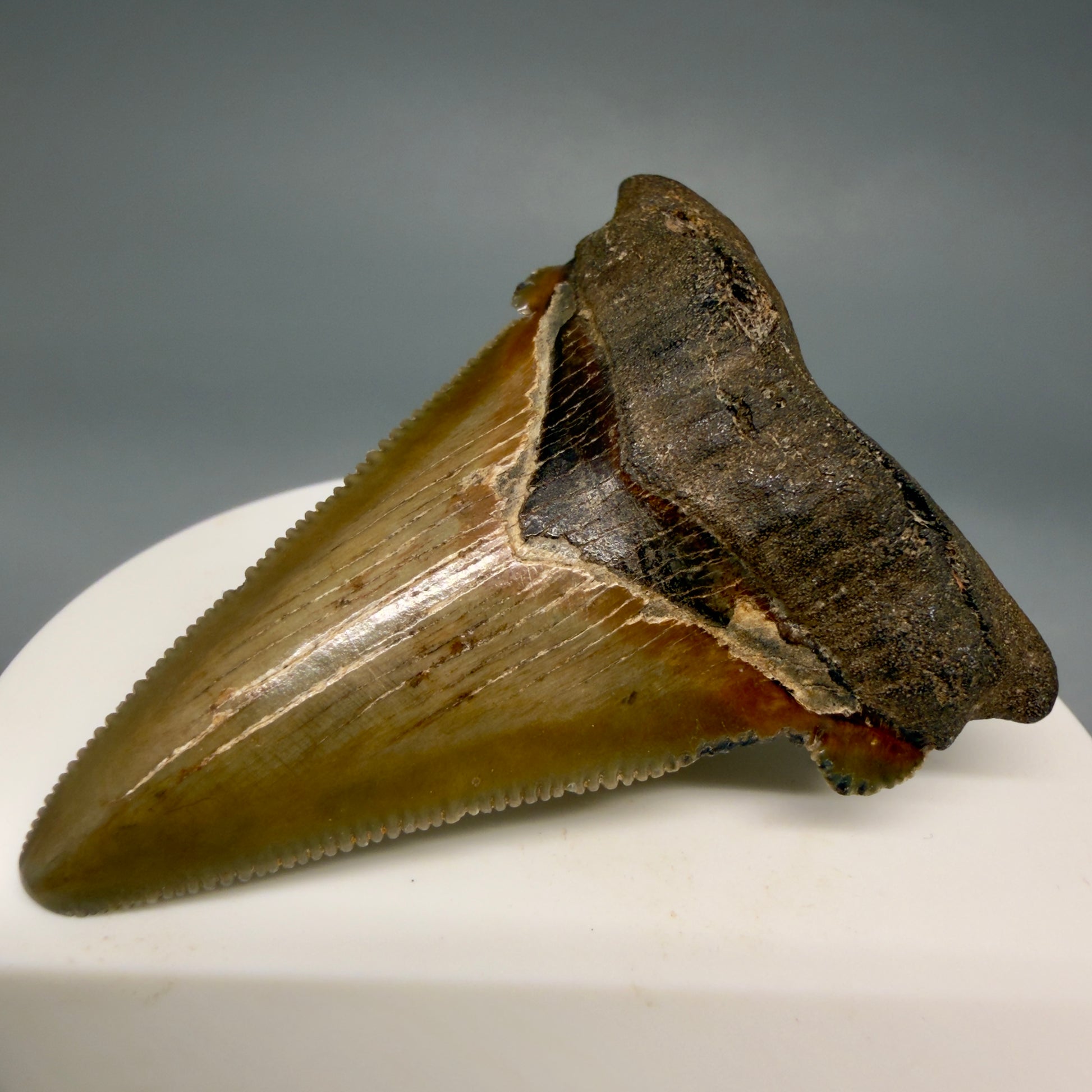 Front Right View 2.31" Serrated Fossil Carcharocles angustidens Shark Tooth from South Carolina AN470