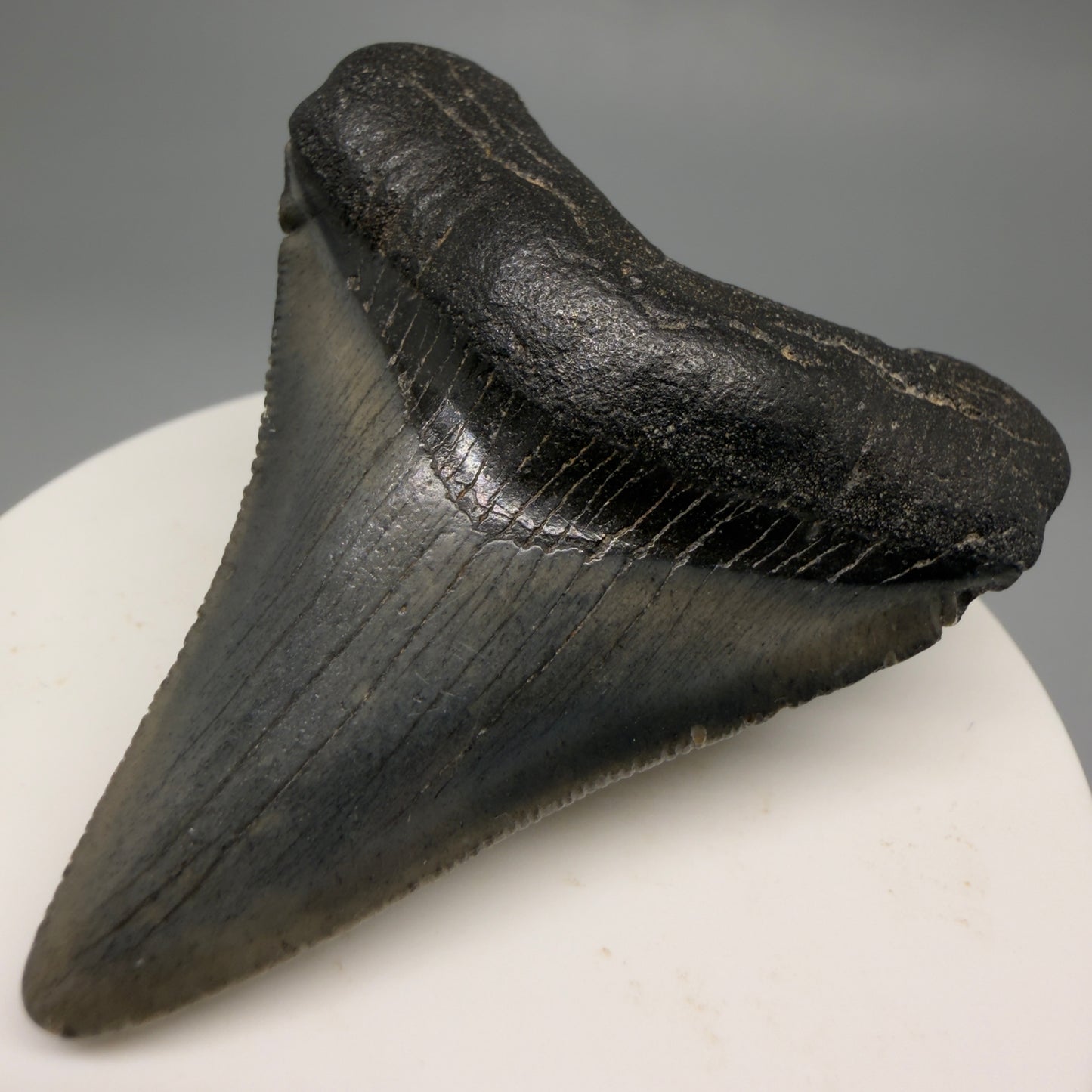 Front Right View 2.34" Colorful Fossil Megalodon Tooth – South Carolina River Find | Authentic CM6483