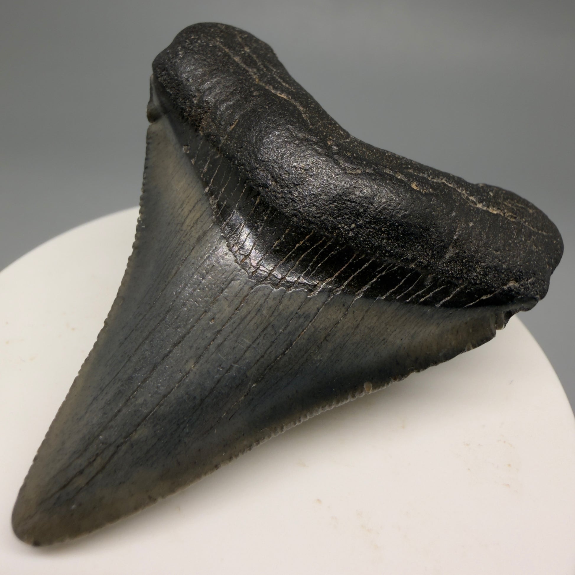 Front Right View 2.34" Colorful Fossil Megalodon Tooth – South Carolina River Find | Authentic CM6483