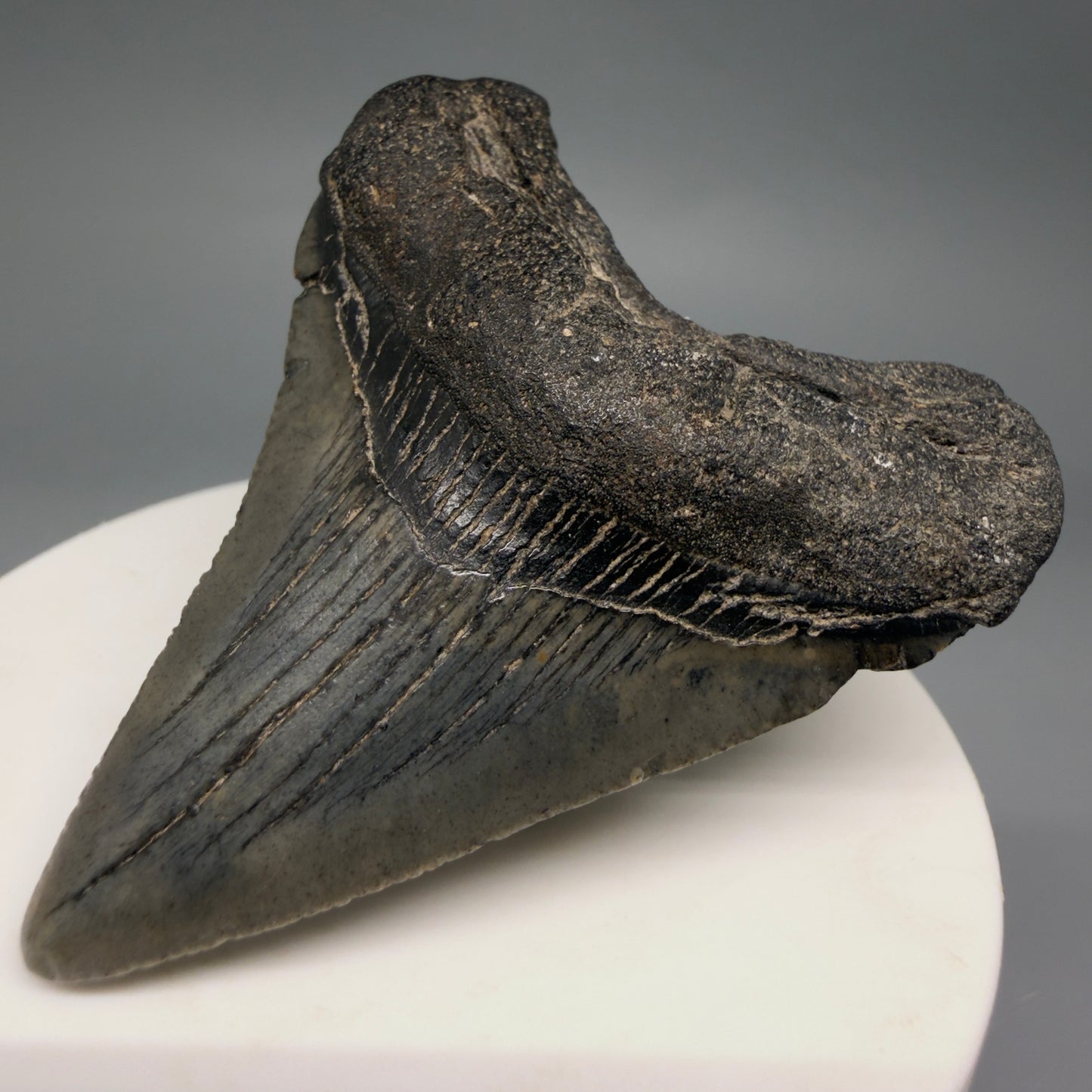 Front Right View 2.35" Colorful Fossil Megalodon Tooth – South Carolina River Find | Authentic Megalodon Tooth megalodonteeth.com CM6549