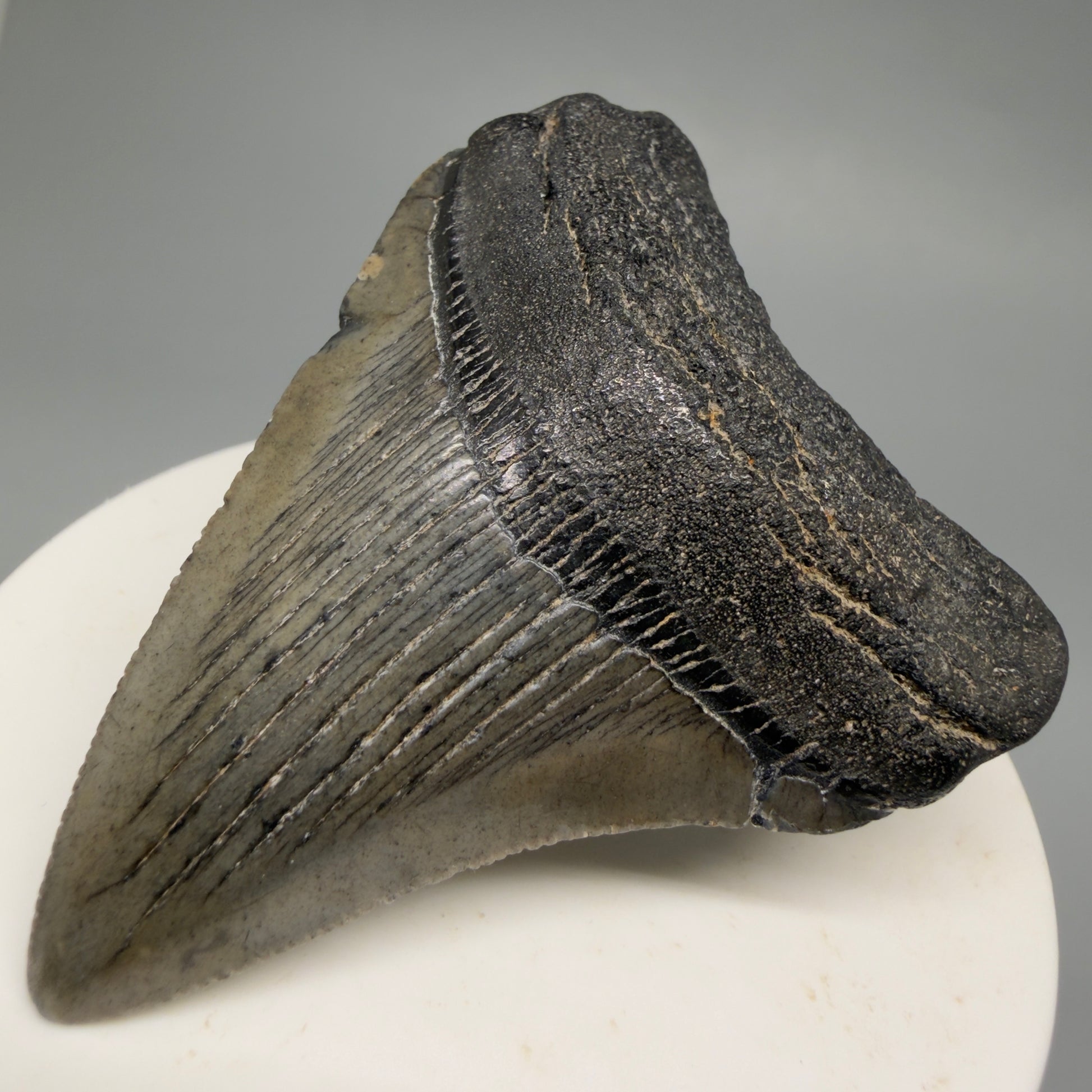 Front Right View 2.39" Colorful Fossil Megalodon Tooth – South Carolina River Find | Authentic CM6484