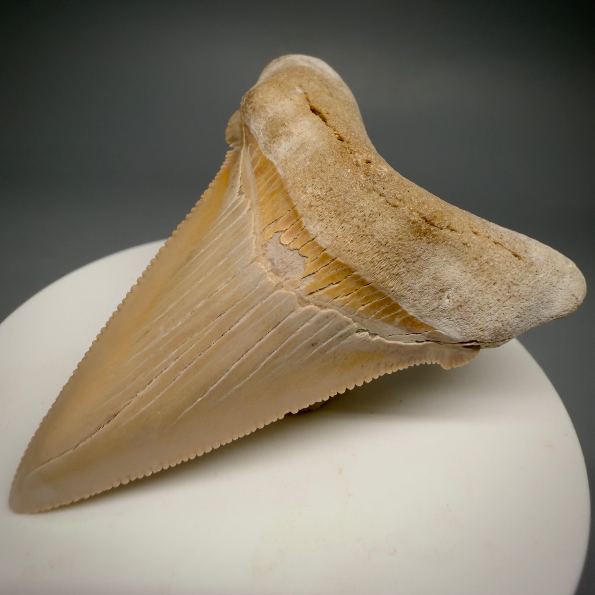Front Right View 2.41" Fossil Carcharocles angustidens Shark Tooth from Summerville, South Carolina AN474
